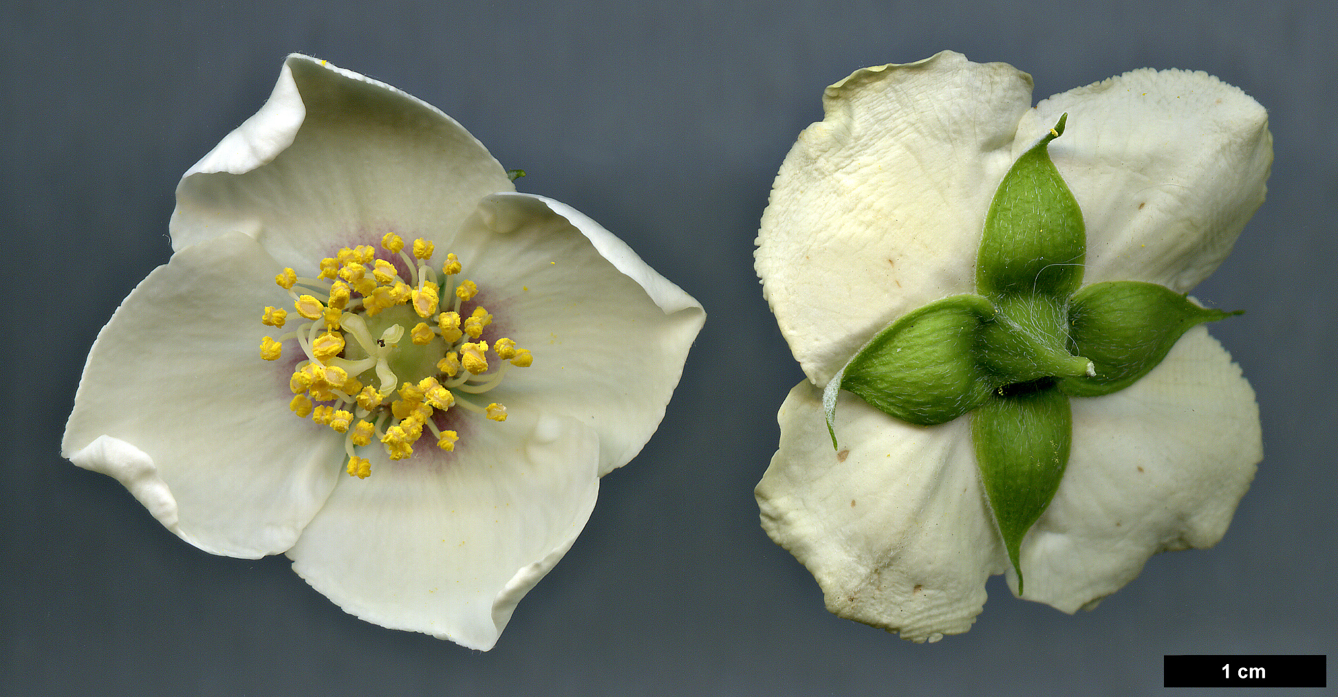 High resolution image: Family: Hydrangeaceae - Genus: Philadelphus - Taxon: mexicanus