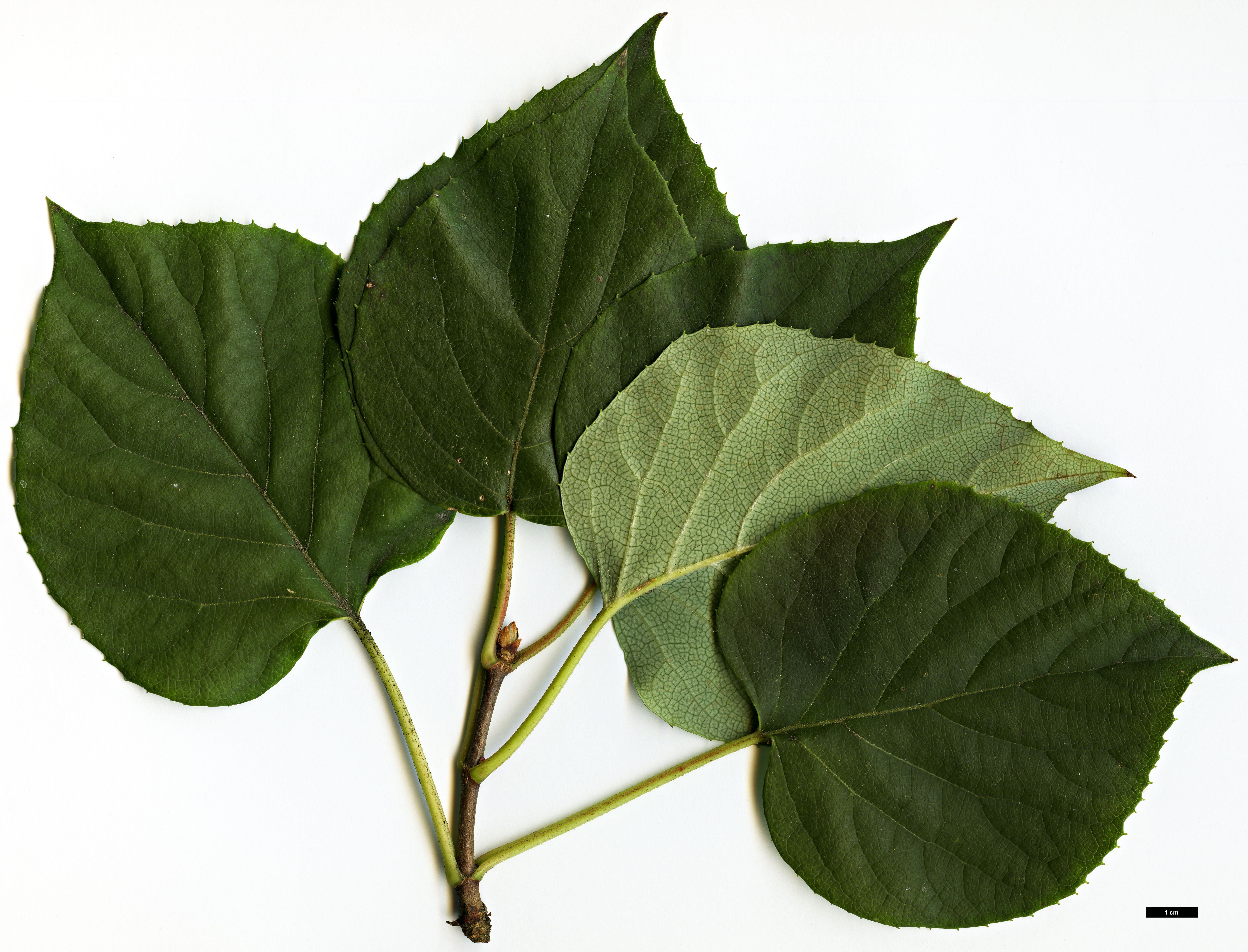 High resolution image: Family: Hydrangeaceae - Genus: Schizophragma - Taxon: hydrangeoides