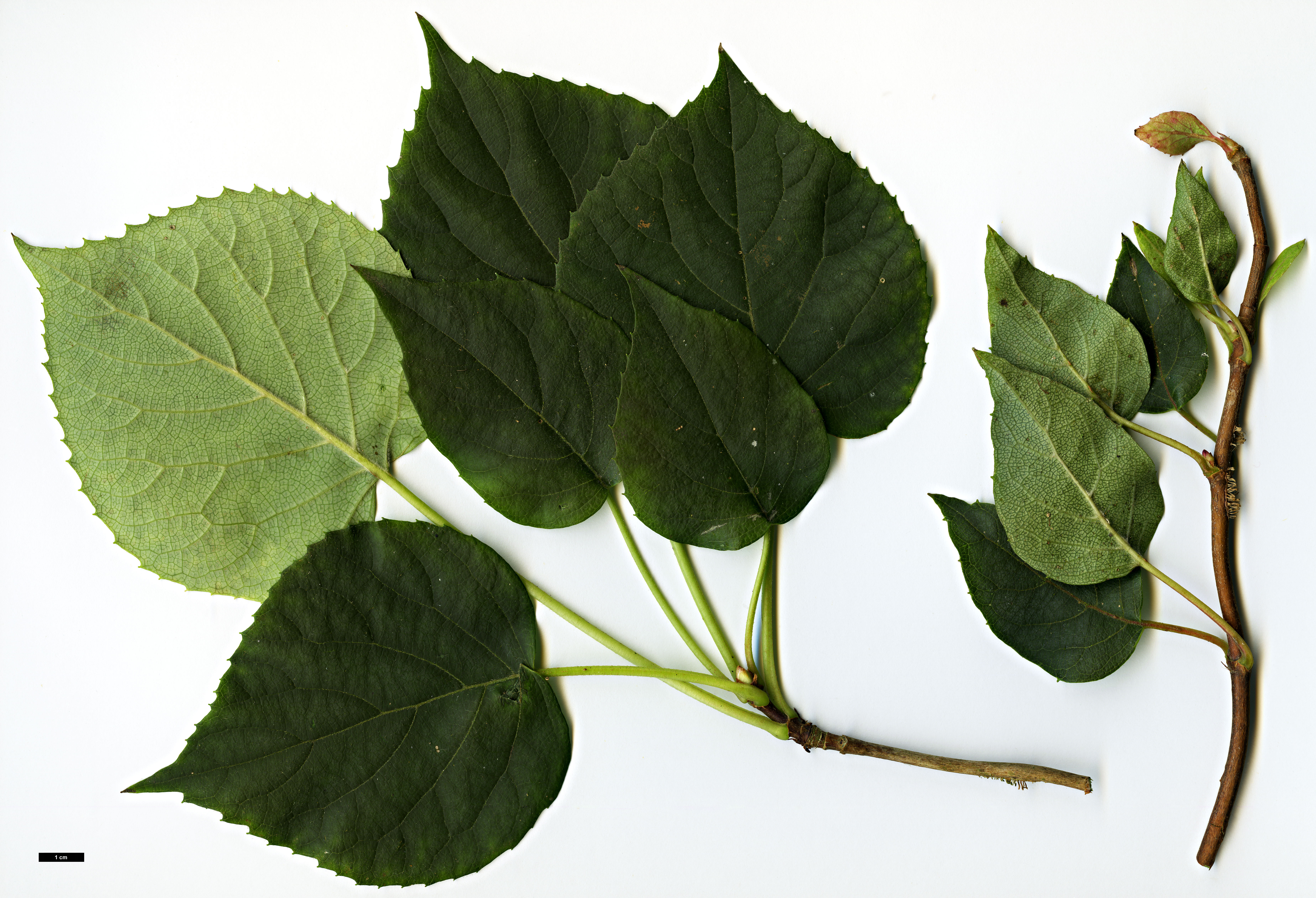 High resolution image: Family: Hydrangeaceae - Genus: Schizophragma - Taxon: hydrangeoides