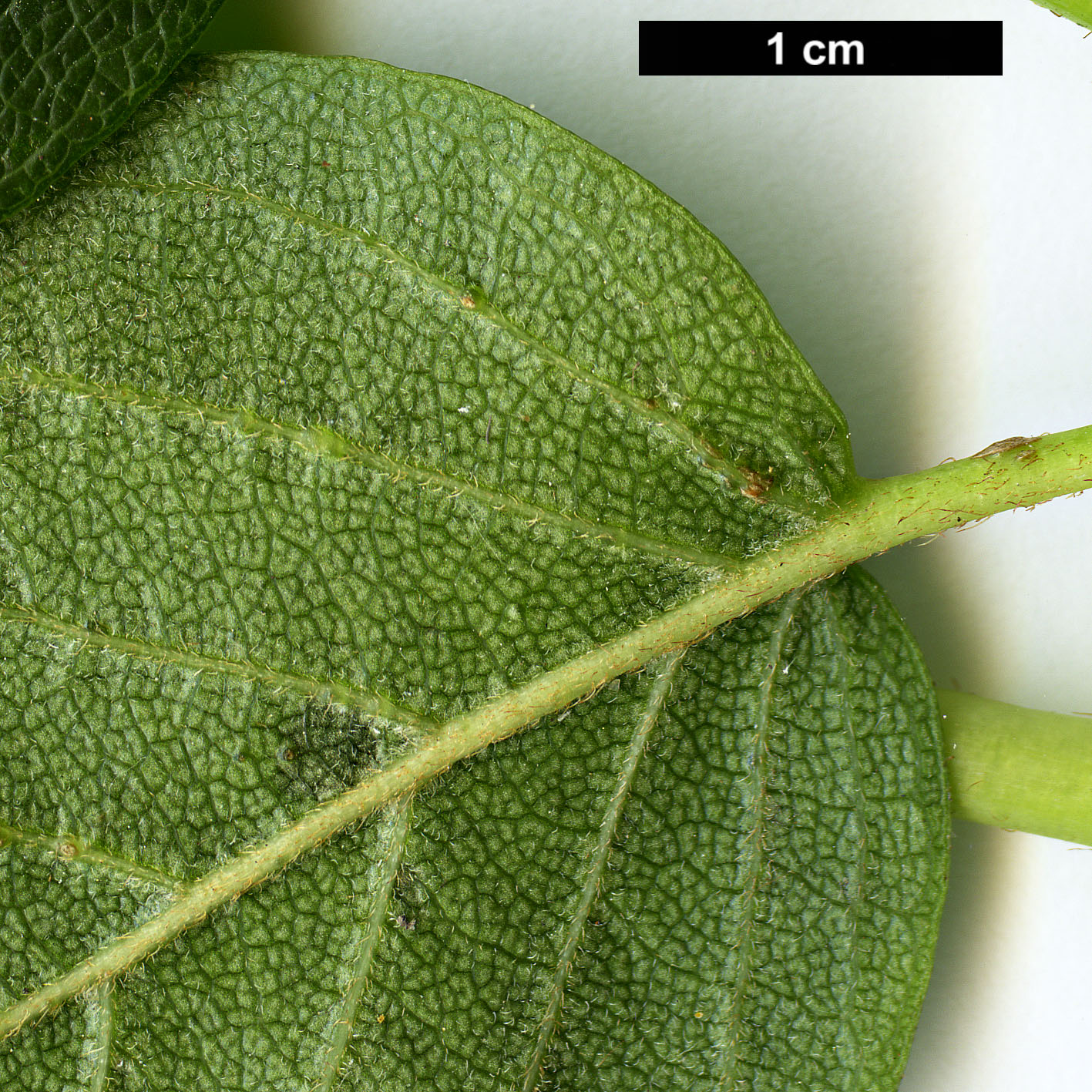 High resolution image: Family: Hydrangeaceae - Genus: Schizophragma - Taxon: integrifolium