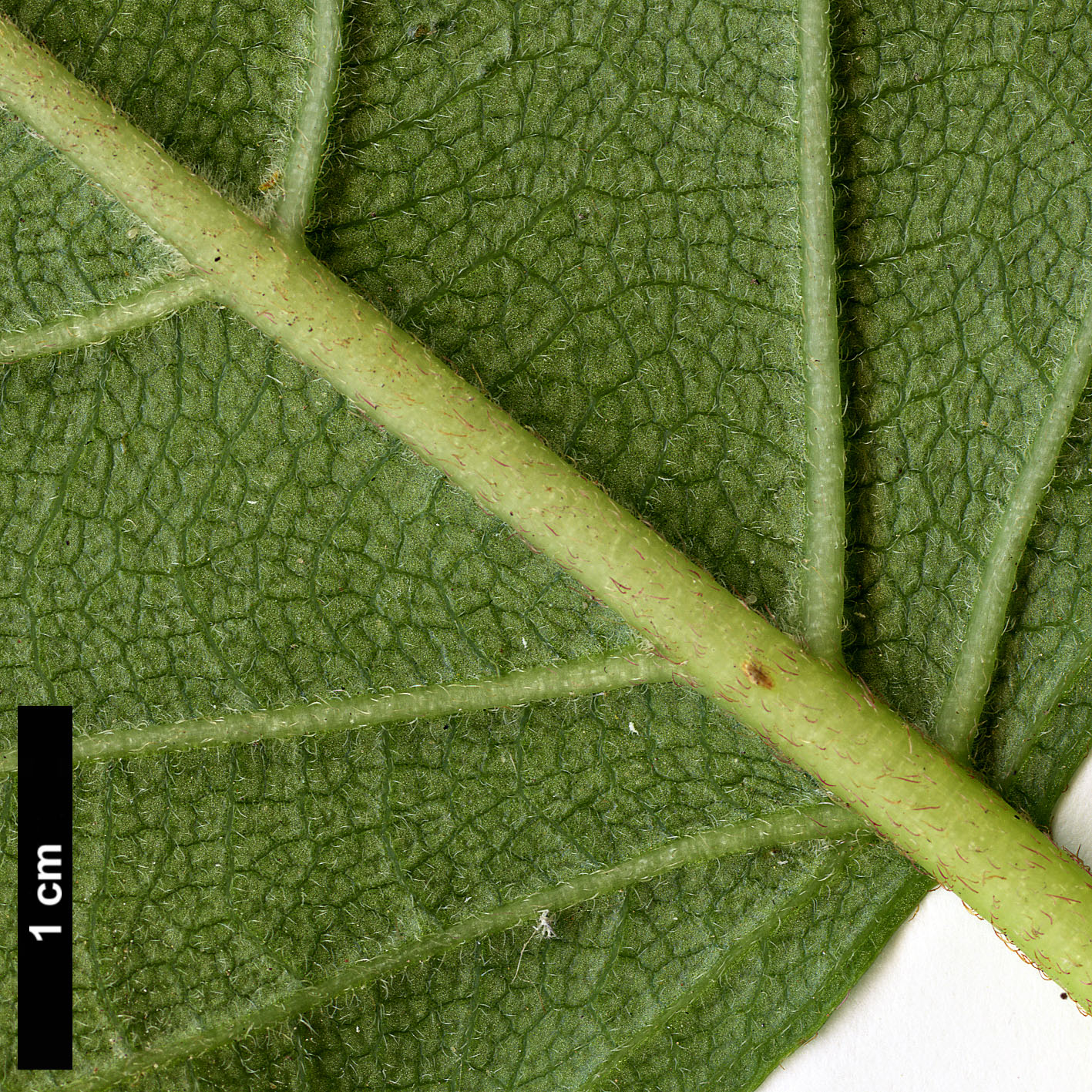 High resolution image: Family: Hydrangeaceae - Genus: Schizophragma - Taxon: integrifolium