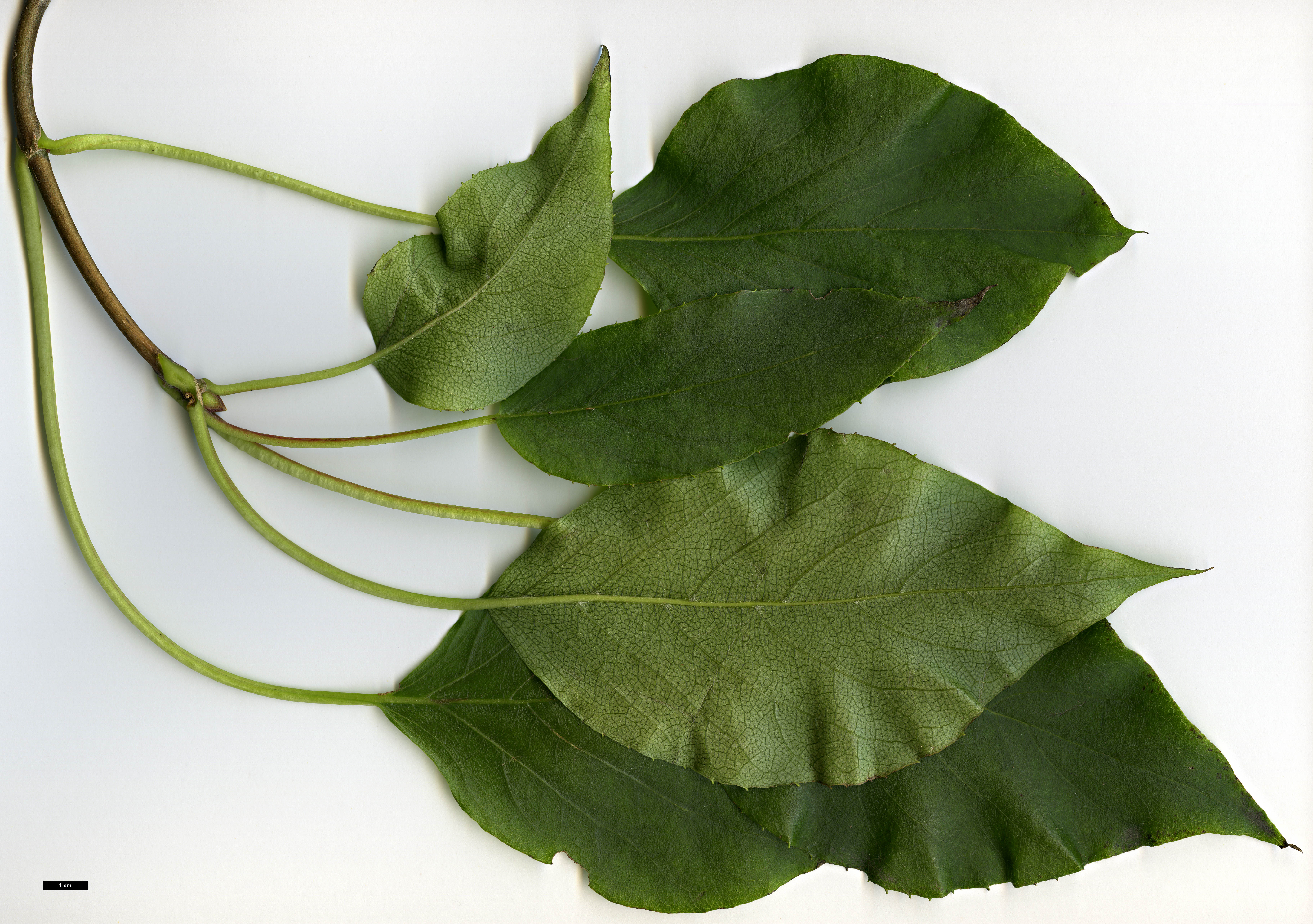 High resolution image: Family: Hydrangeaceae - Genus: Schizophragma - Taxon: integrifolium