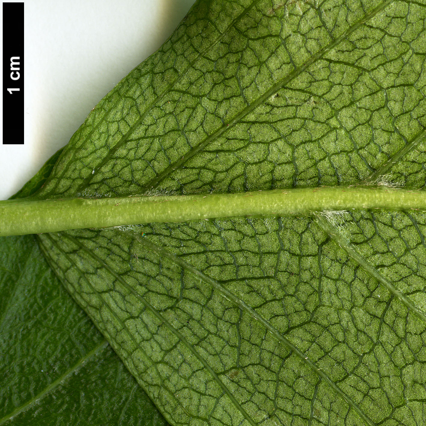 High resolution image: Family: Hydrangeaceae - Genus: Schizophragma - Taxon: integrifolium