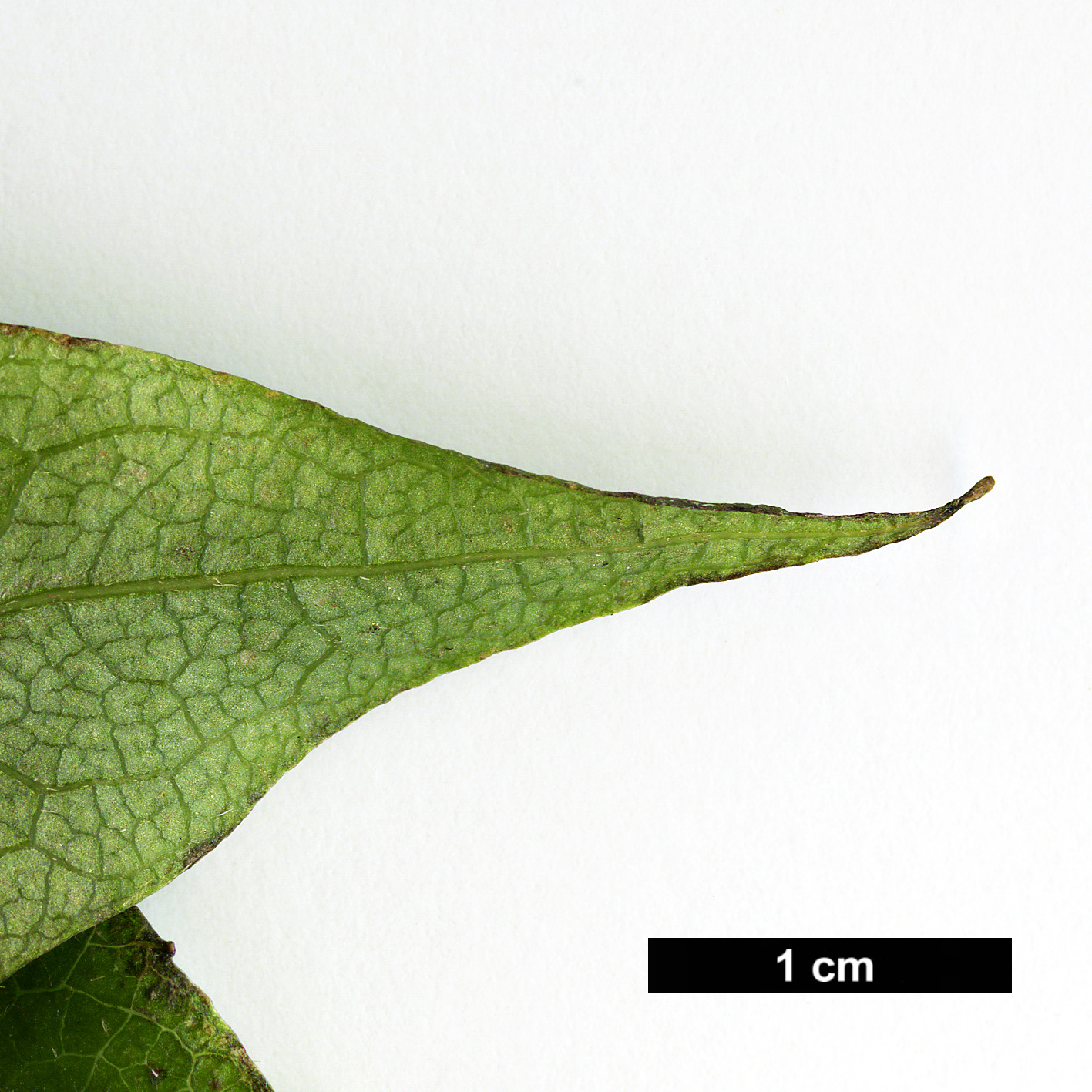 High resolution image: Family: Hydrangeaceae - Genus: Schizophragma - Taxon: integrifolium