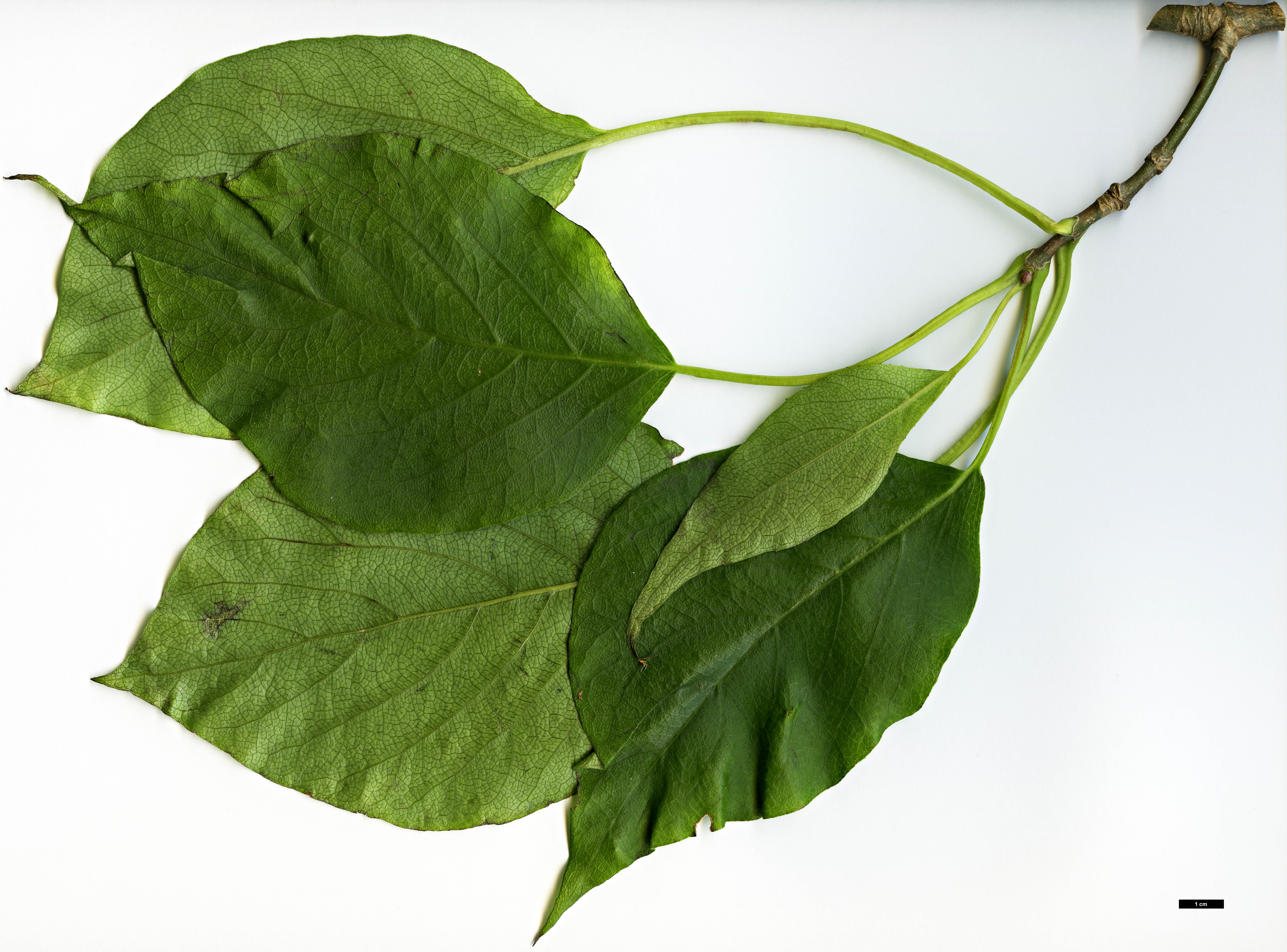 High resolution image: Family: Hydrangeaceae - Genus: Schizophragma - Taxon: integrifolium