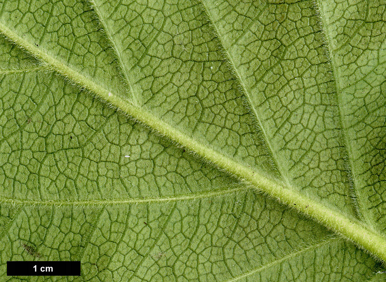 High resolution image: Family: Hydrangeaceae - Genus: Schizophragma - Taxon: molle