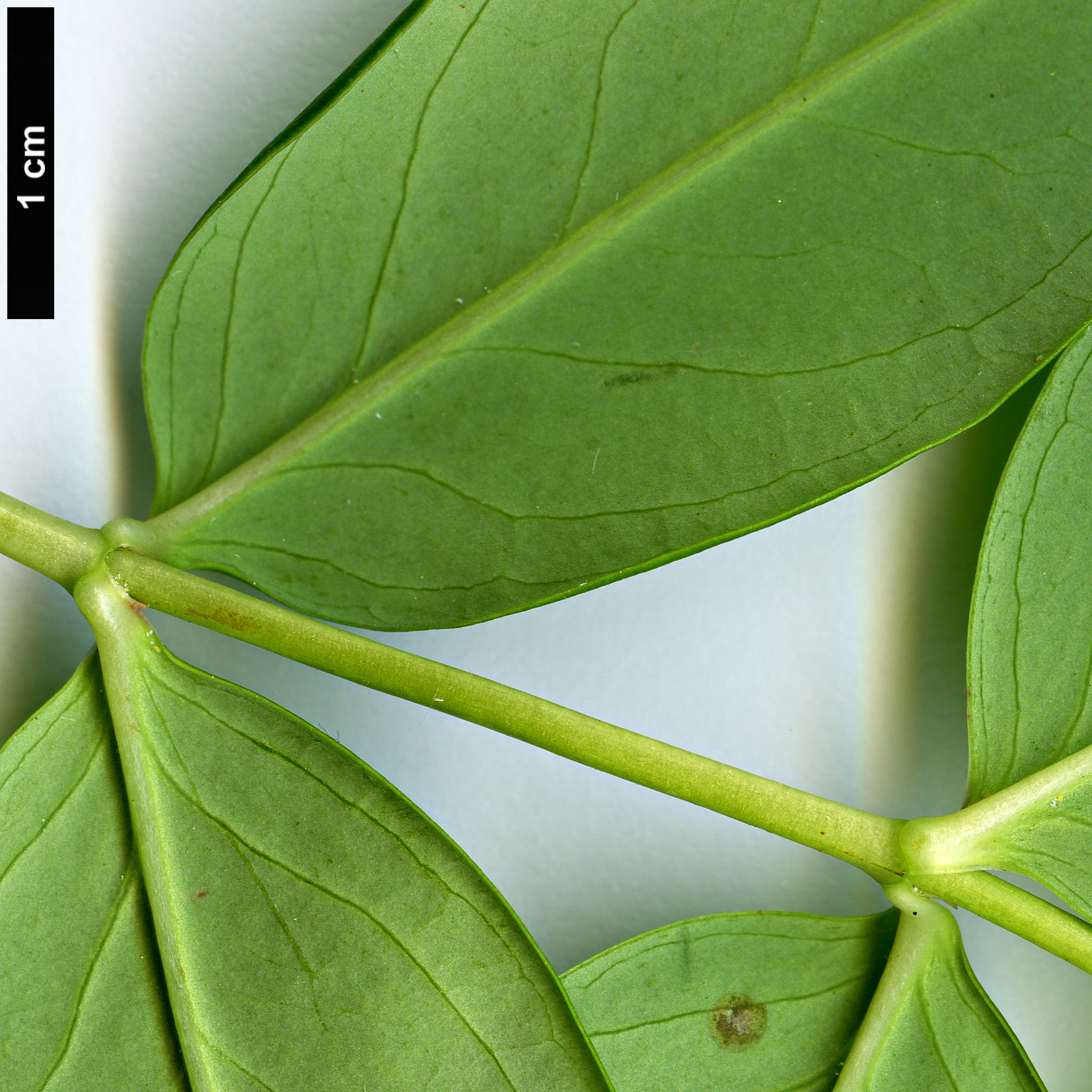 High resolution image: Family: Hypericaceae - Genus: Hypericum - Taxon: addingtonii