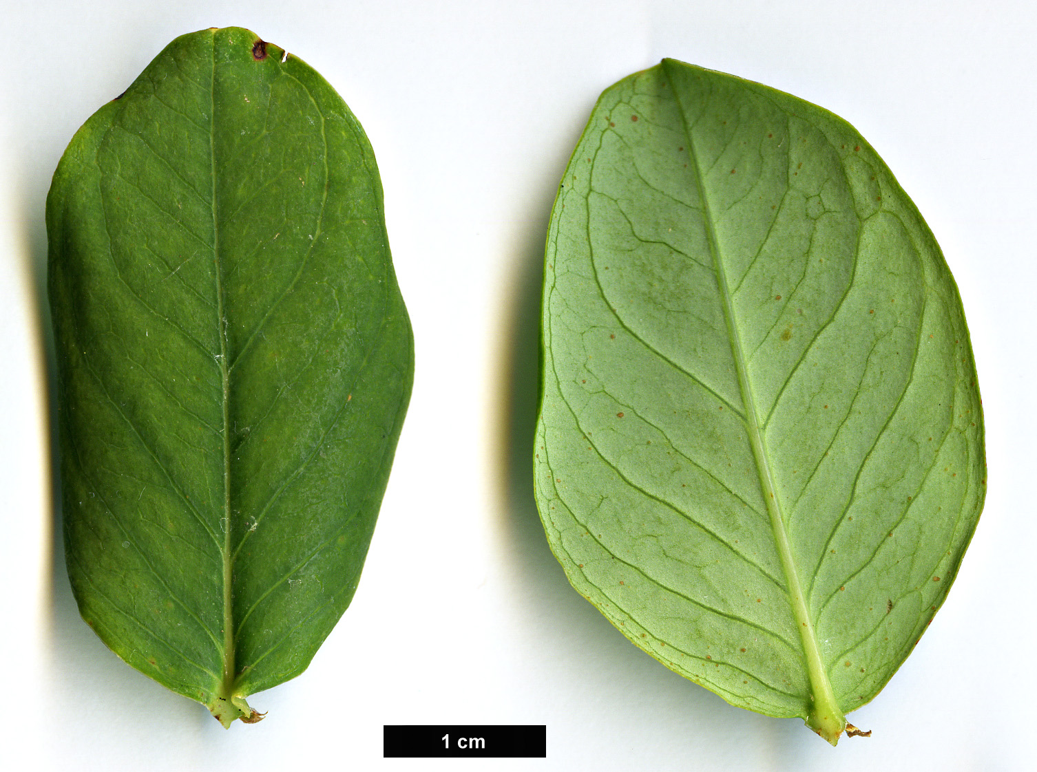 High resolution image: Family: Hypericaceae - Genus: Hypericum - Taxon: lagarocaule