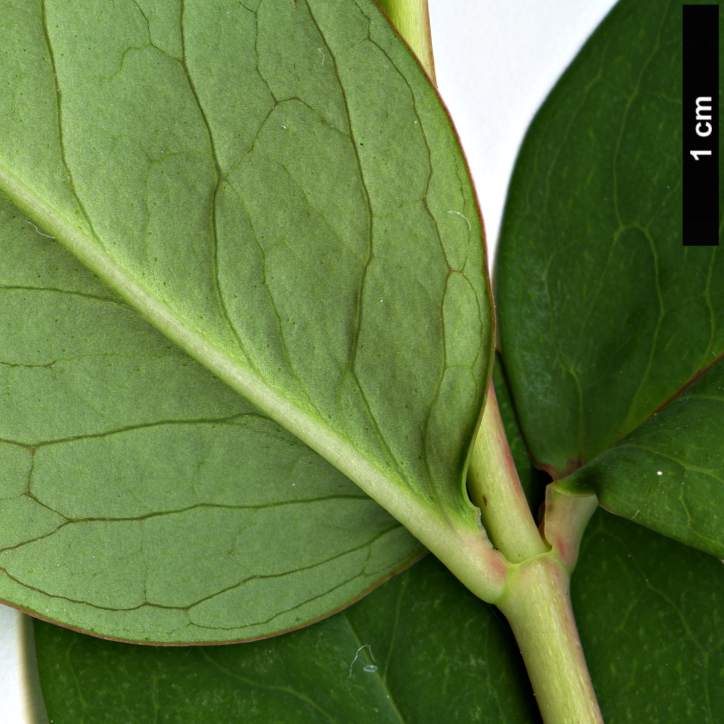 High resolution image: Family: Hypericaceae - Genus: Hypericum - Taxon: subsessile