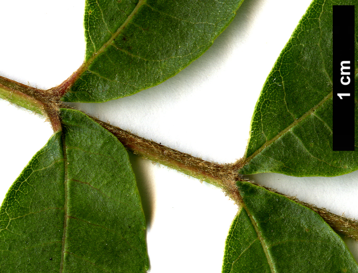 High resolution image: Family: Juglandaceae - Genus: Carya - Taxon: aquatica