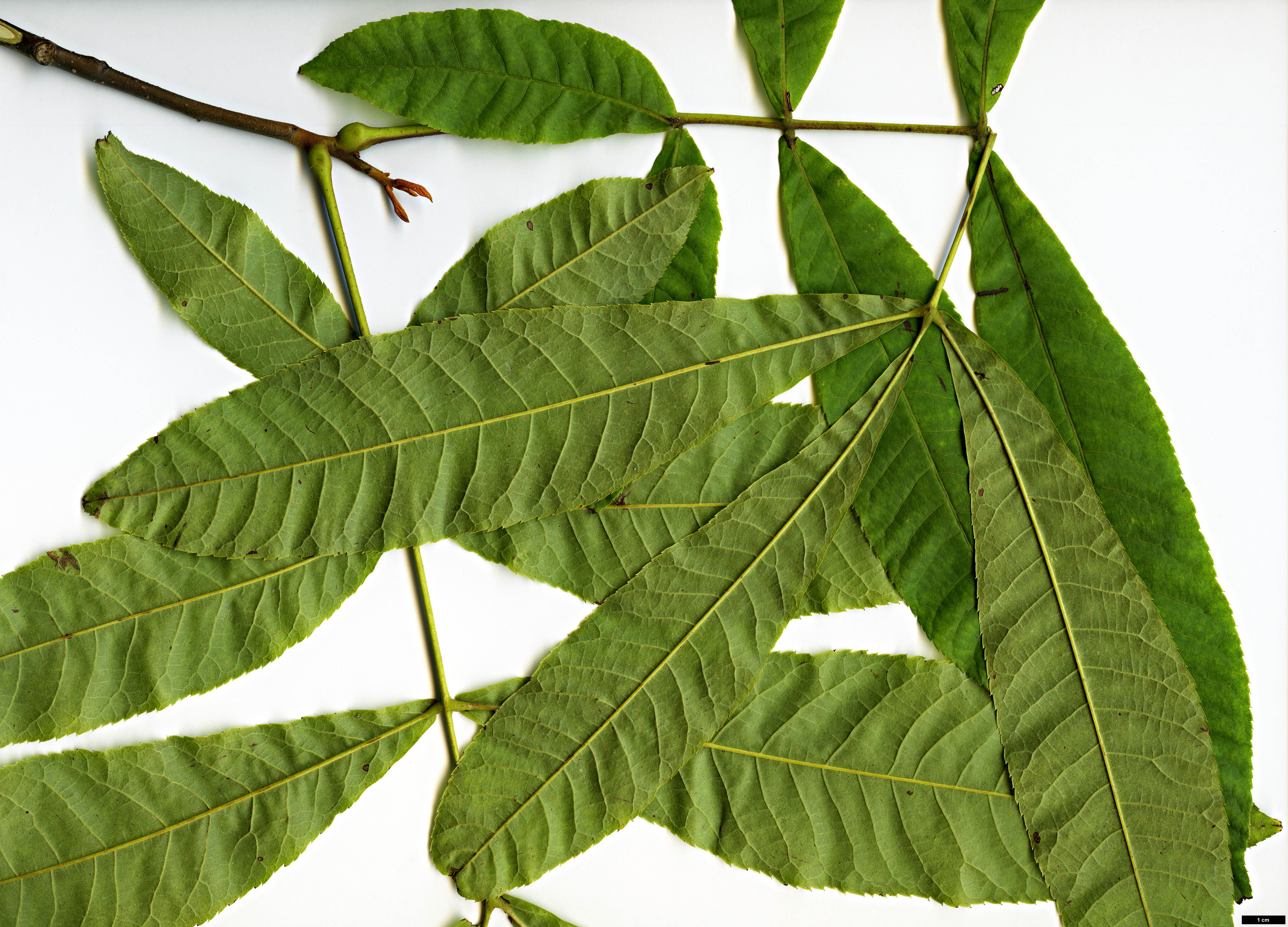 High resolution image: Family: Juglandaceae - Genus: Carya - Taxon: cathayensis