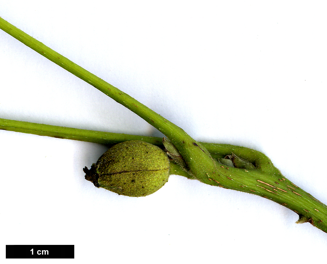 High resolution image: Family: Juglandaceae - Genus: Carya - Taxon: laciniosa