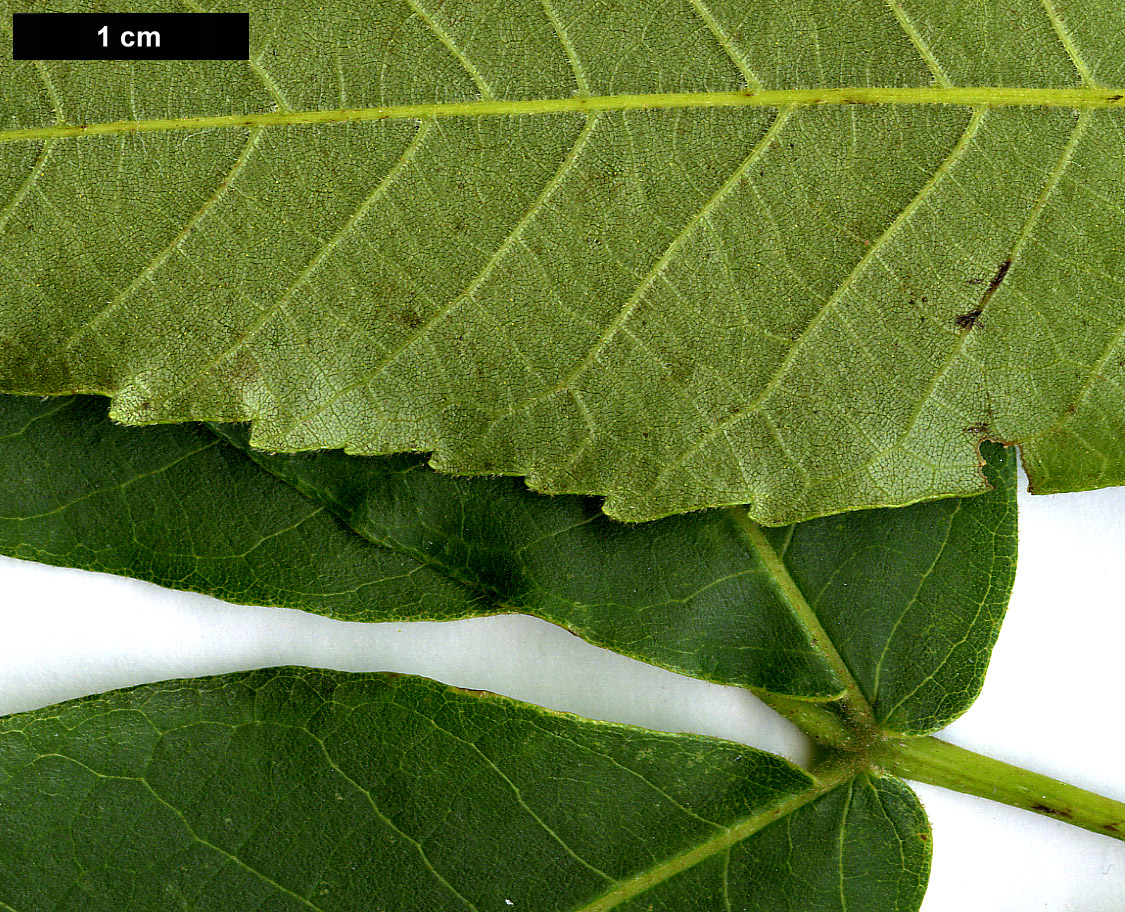 High resolution image: Family: Juglandaceae - Genus: Carya - Taxon: laciniosa