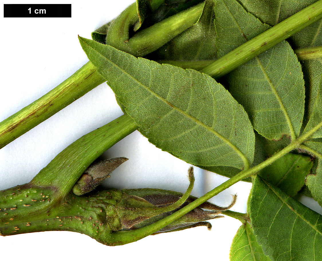 High resolution image: Family: Juglandaceae - Genus: Carya - Taxon: laciniosa