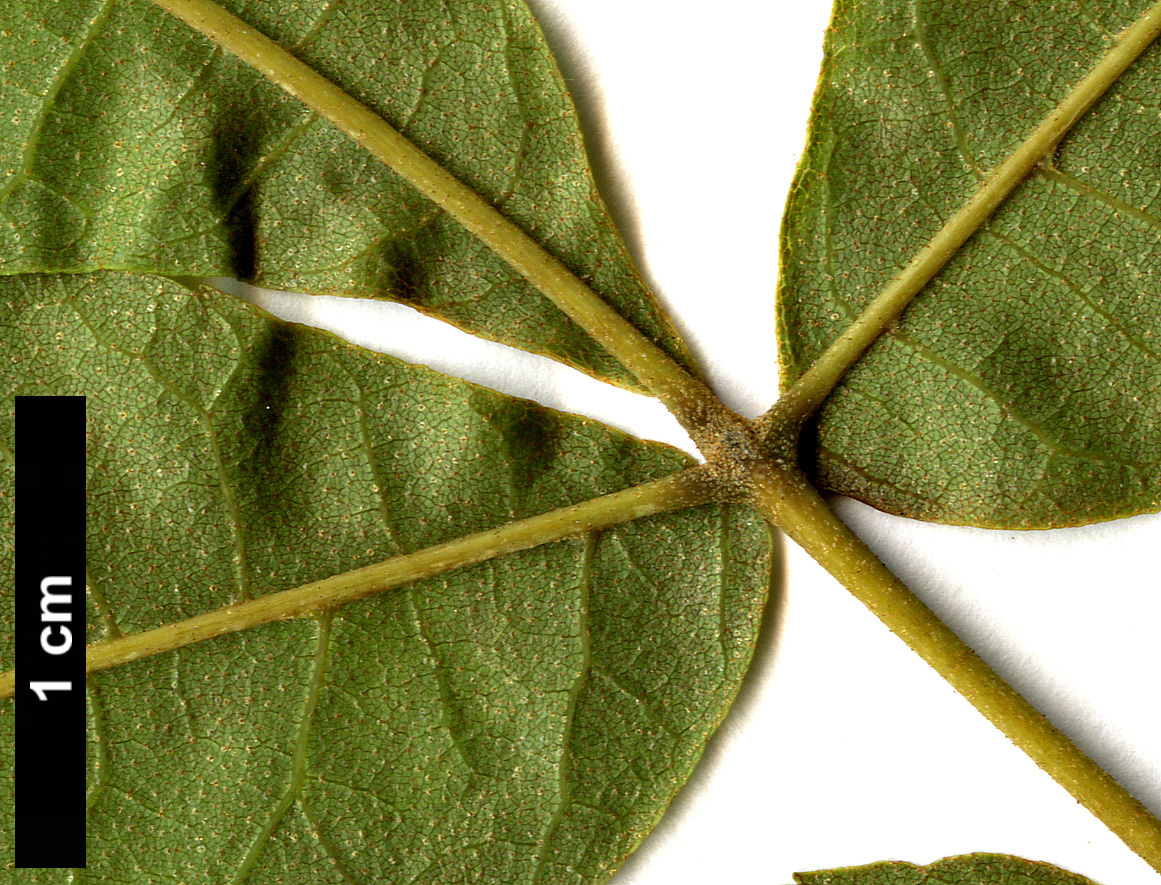 High resolution image: Family: Juglandaceae - Genus: Carya - Taxon: myristiciformis