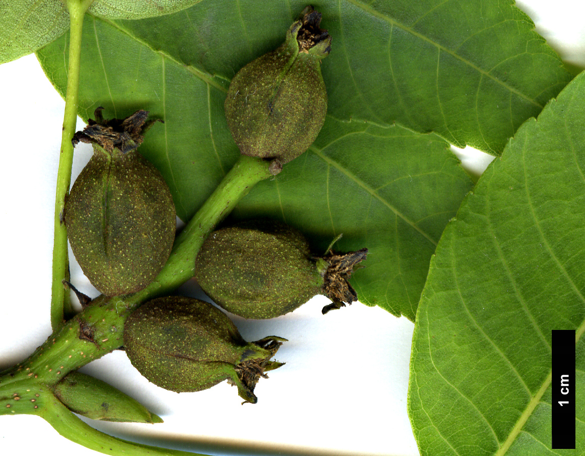 High resolution image: Family: Juglandaceae - Genus: Carya - Taxon: ovata