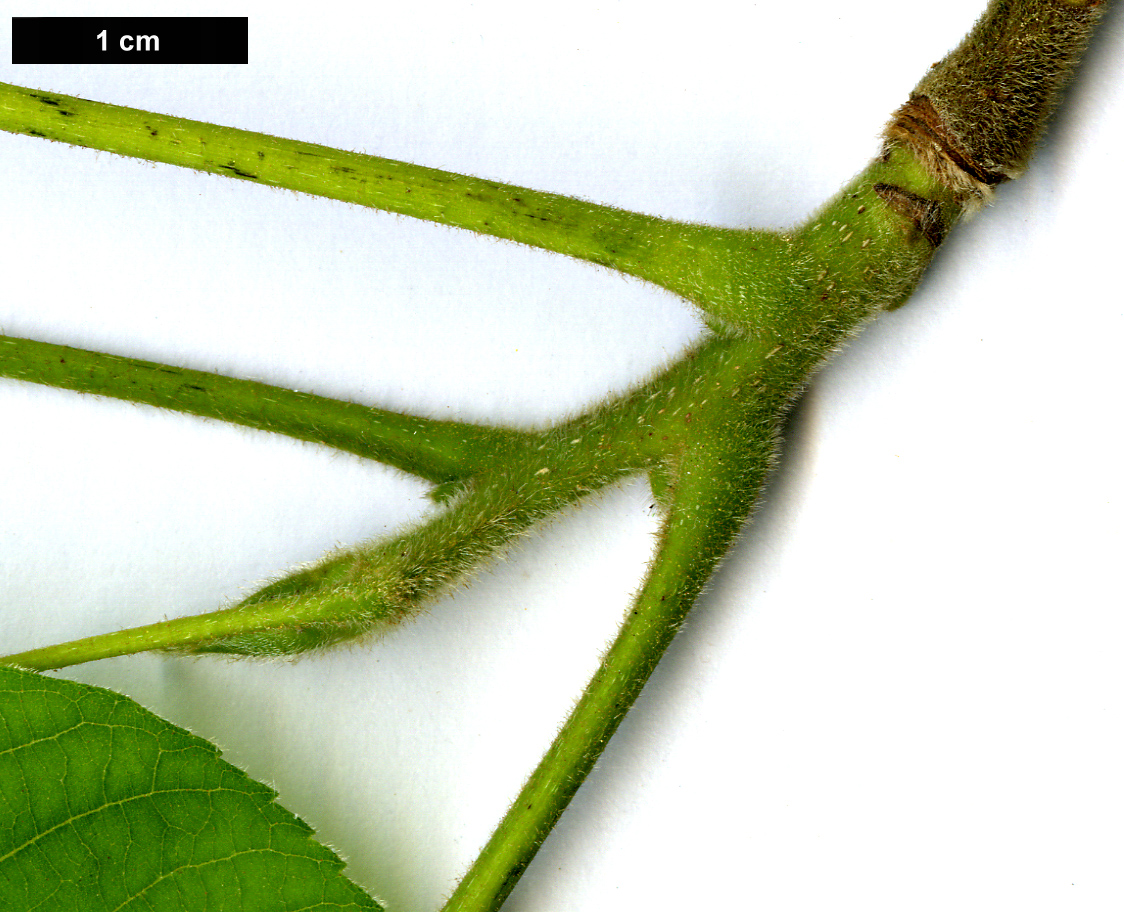 High resolution image: Family: Juglandaceae - Genus: Carya - Taxon: ovata