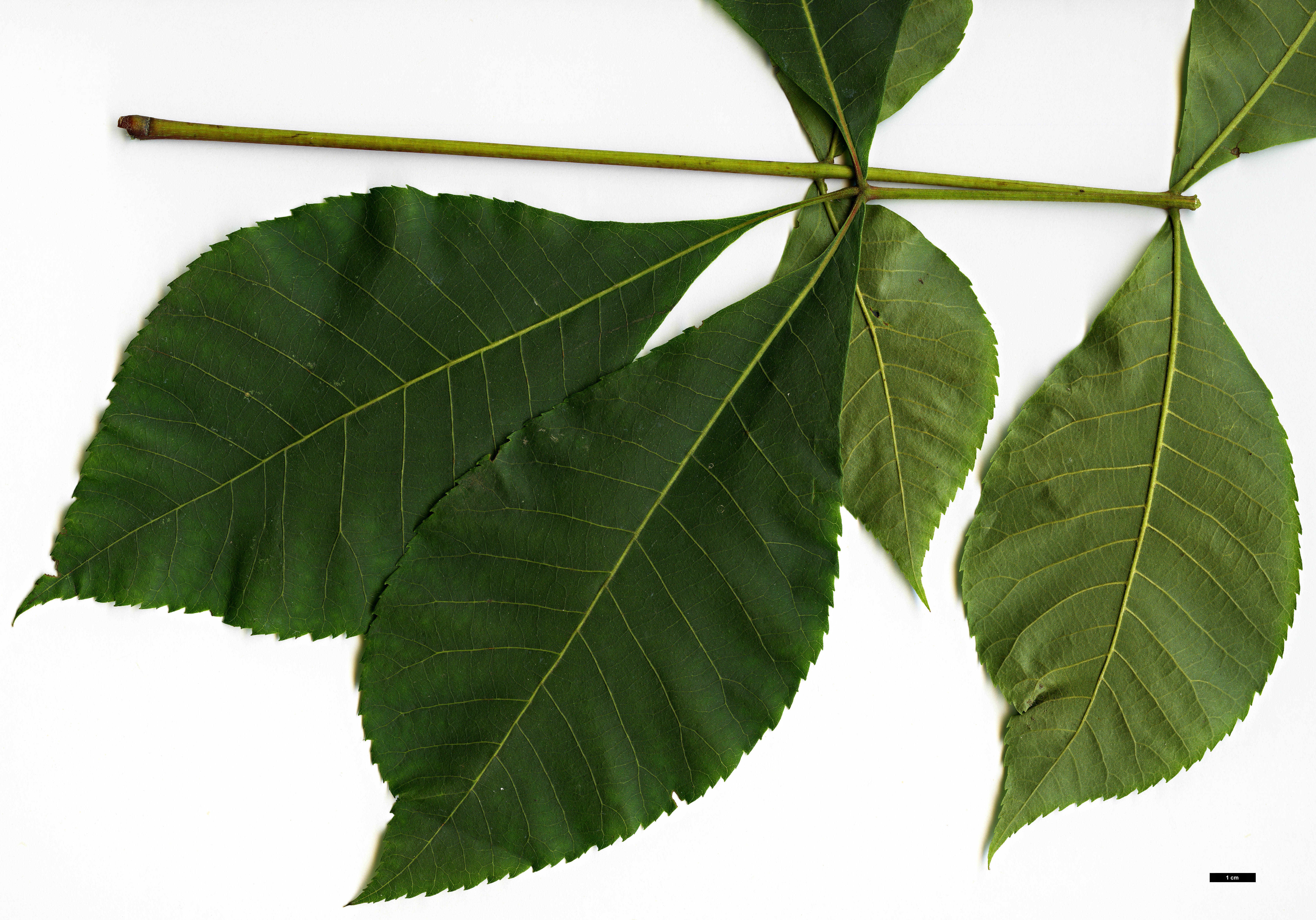 High resolution image: Family: Juglandaceae - Genus: Carya - Taxon: texana