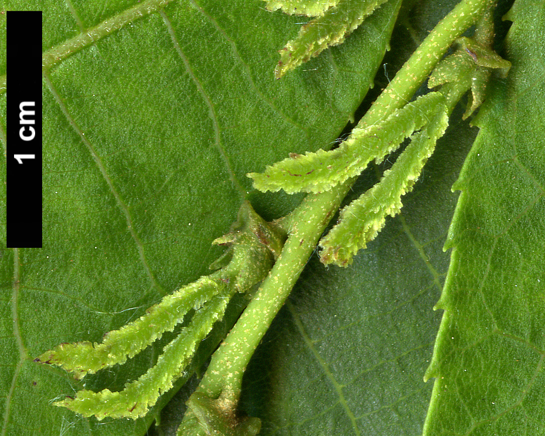 High resolution image: Family: Juglandaceae - Genus: Cyclocarya - Taxon: paliurus