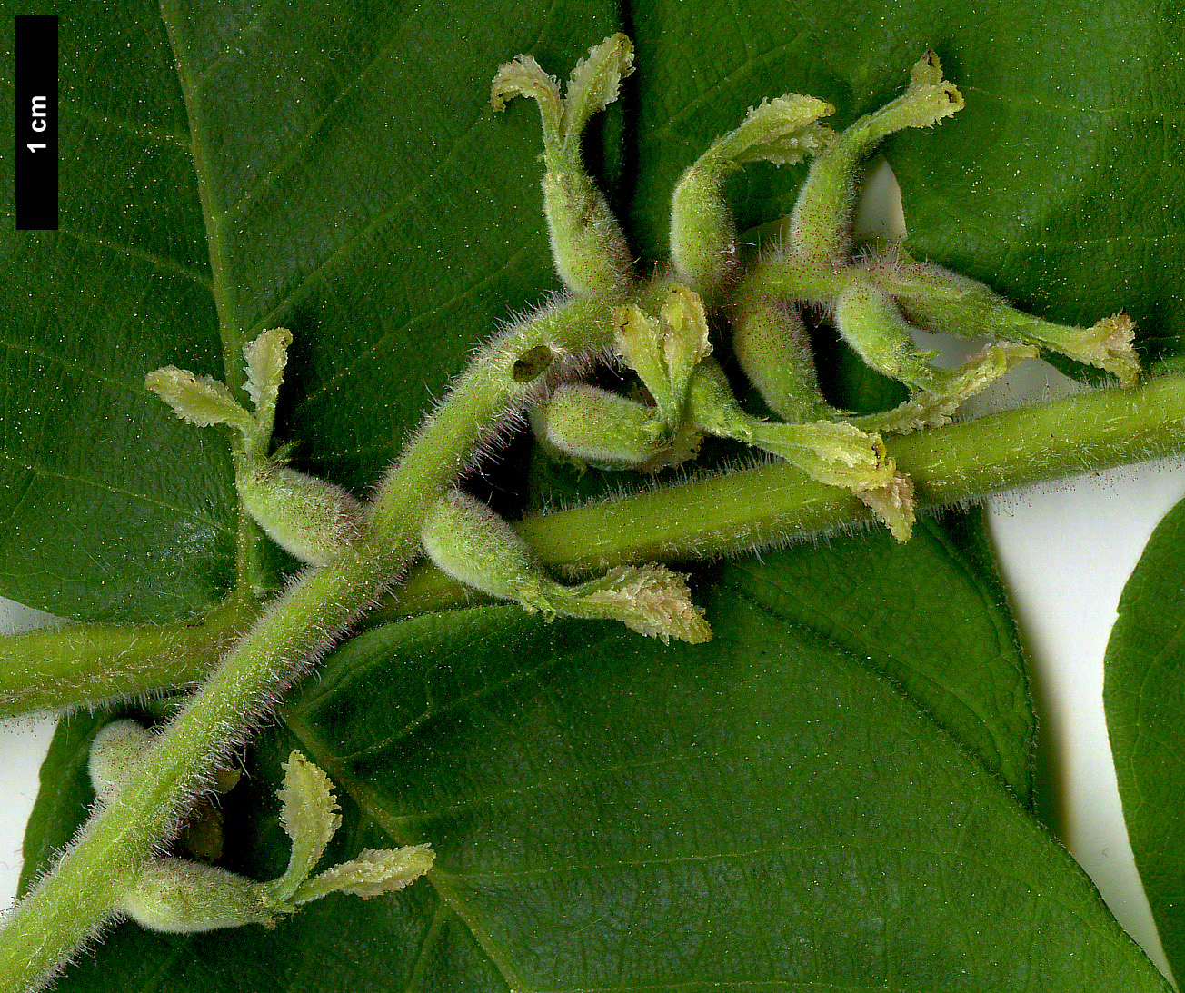 High resolution image: Family: Juglandaceae - Genus: Juglans - Taxon: ailanthifolia