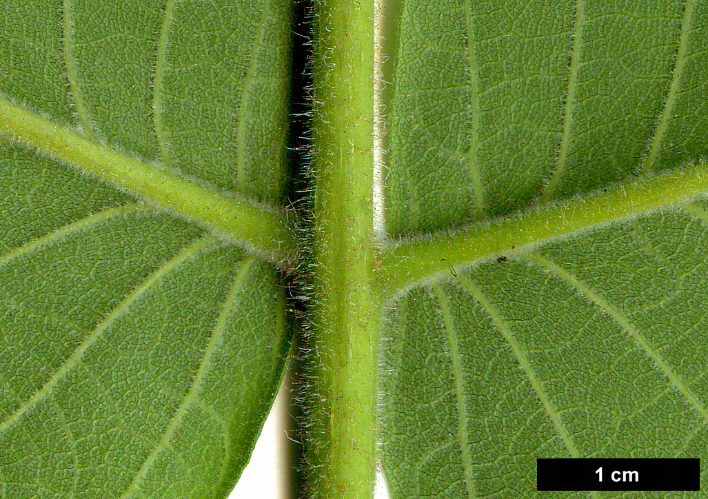 High resolution image: Family: Juglandaceae - Genus: Juglans - Taxon: ailanthifolia