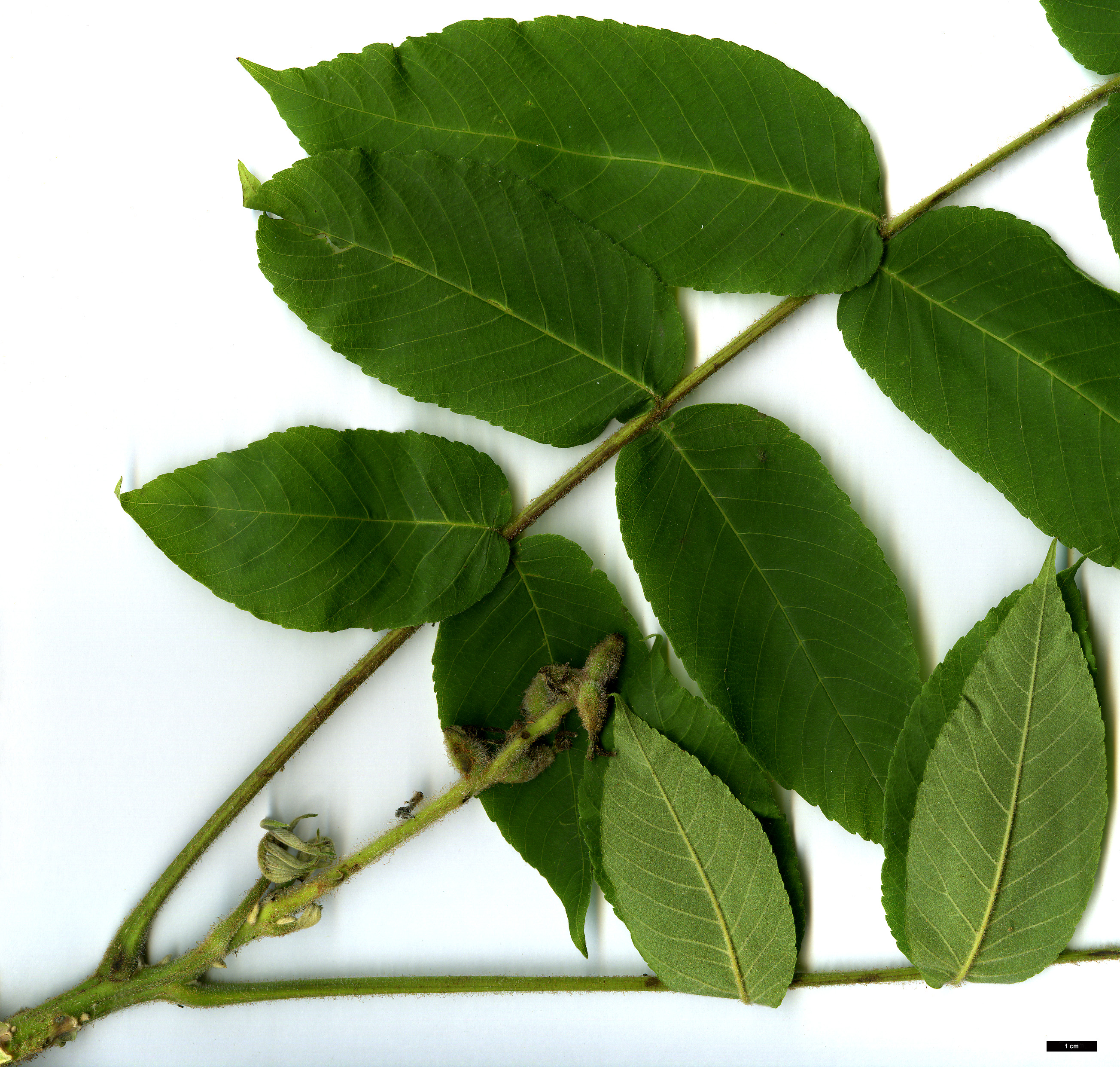 High resolution image: Family: Juglandaceae - Genus: Juglans - Taxon: ailanthifolia