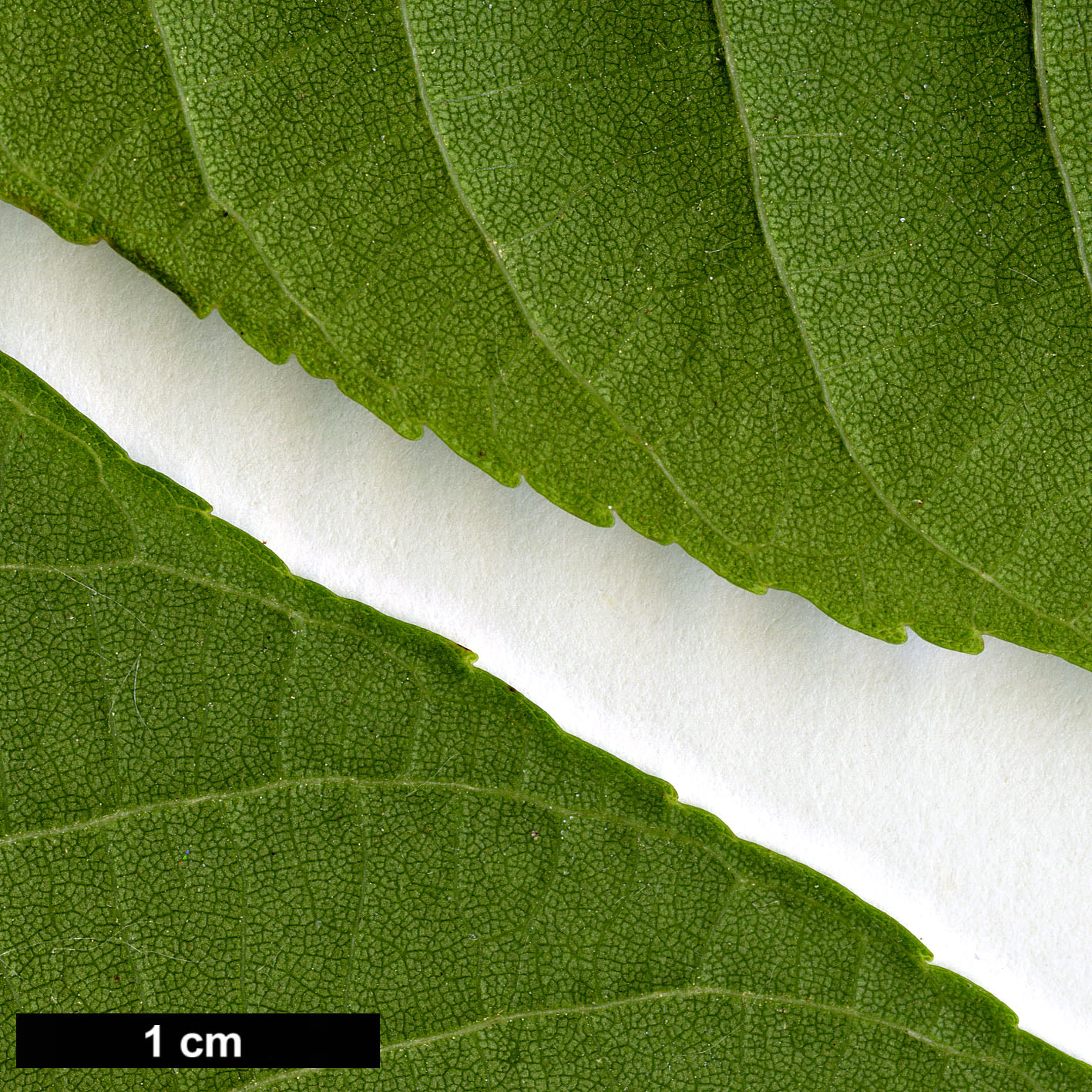 High resolution image: Family: Juglandaceae - Genus: Juglans - Taxon: australis