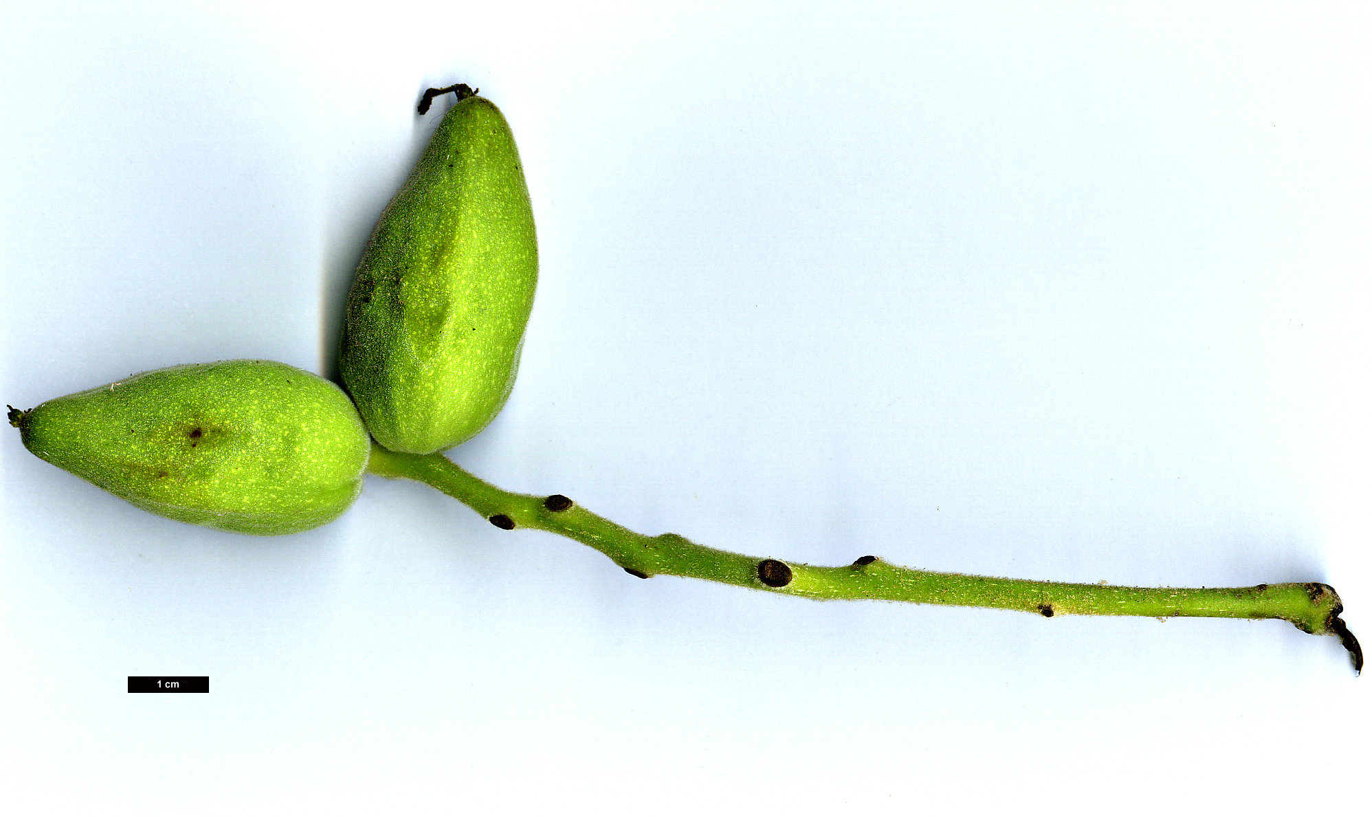 High resolution image: Family: Juglandaceae - Genus: Juglans - Taxon: mandshurica