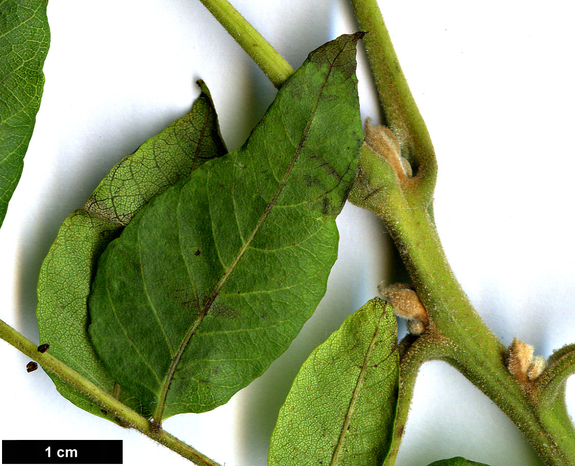 High resolution image: Family: Juglandaceae - Genus: Juglans - Taxon: microcarpa