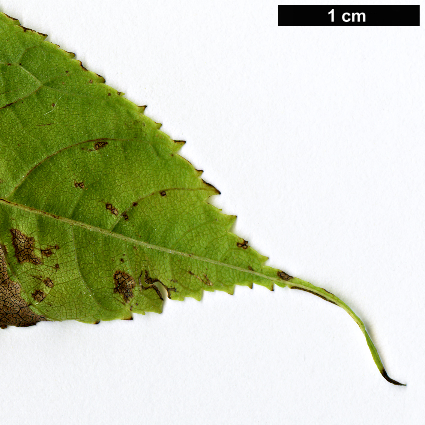 High resolution image: Family: Juglandaceae - Genus: Juglans - Taxon: neotropica