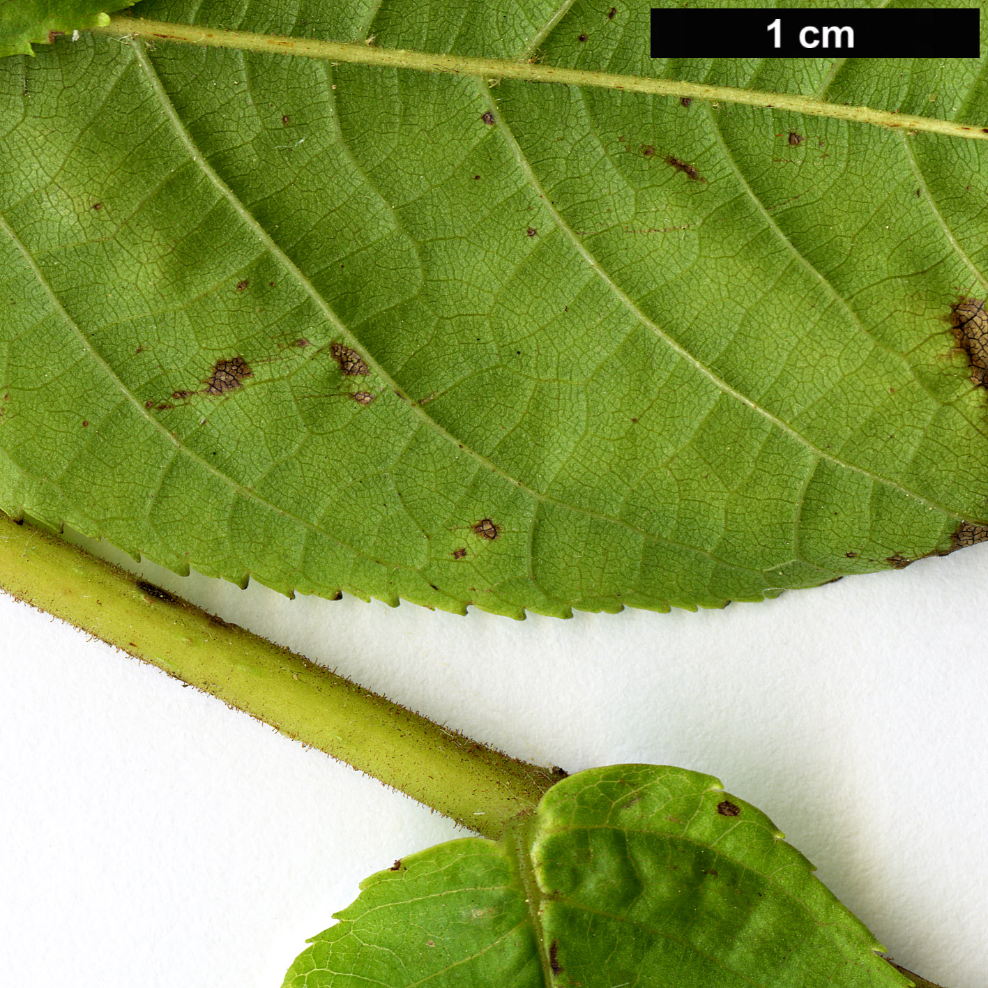 High resolution image: Family: Juglandaceae - Genus: Juglans - Taxon: neotropica