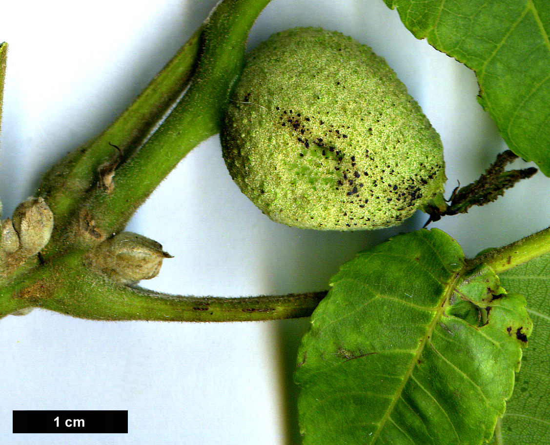 High resolution image: Family: Juglandaceae - Genus: Juglans - Taxon: nigra