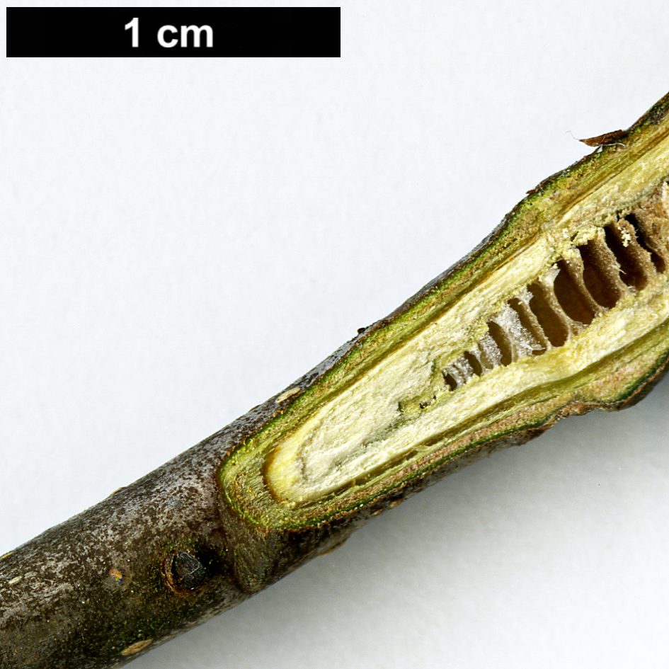 High resolution image: Family: Juglandaceae - Genus: Pterocarya - Taxon: hupehensis