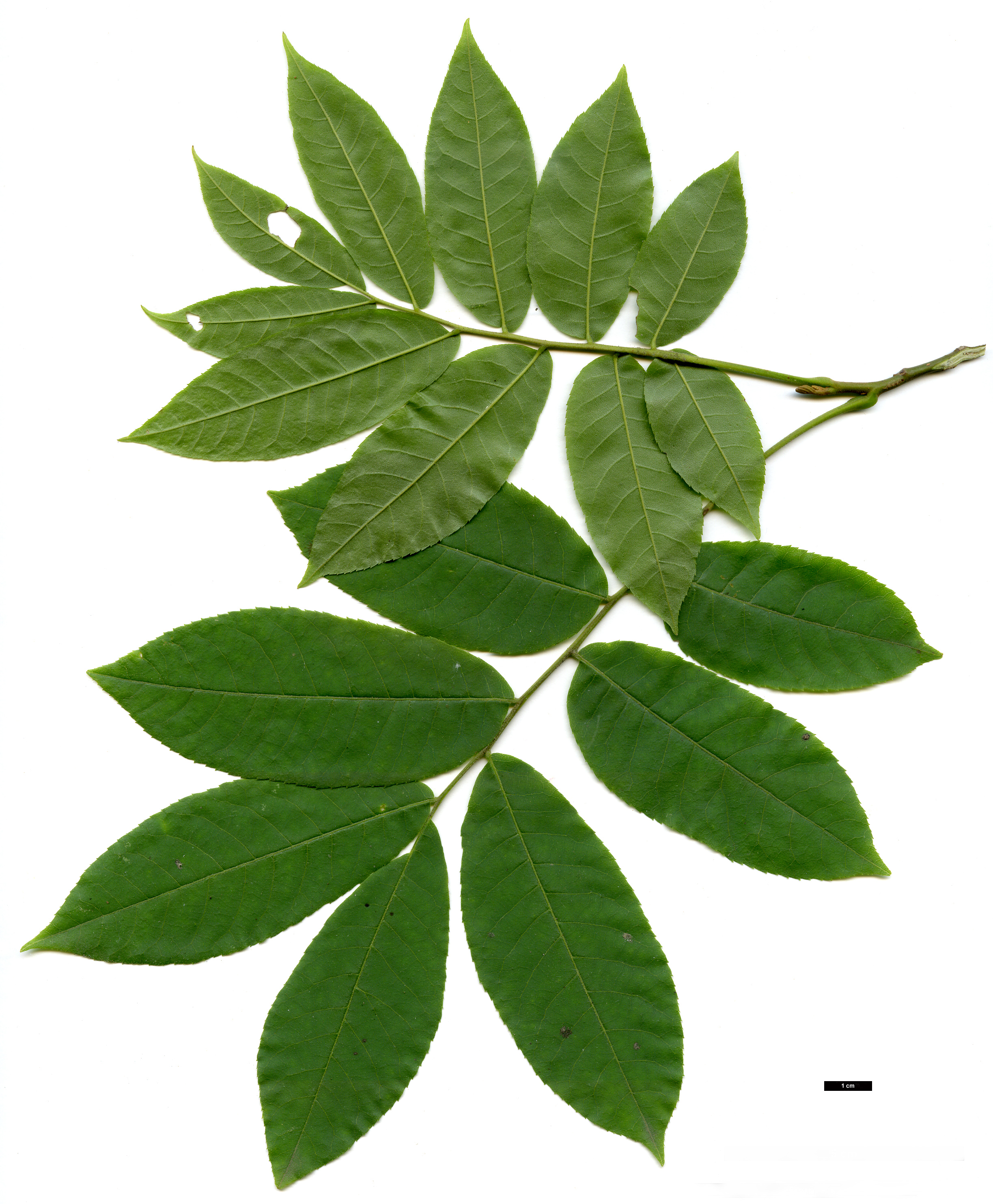 High resolution image: Family: Juglandaceae - Genus: Pterocarya - Taxon: hupehensis