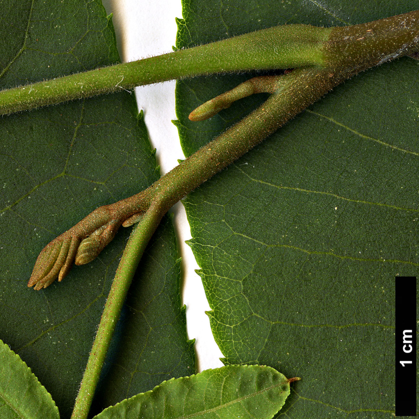 High resolution image: Family: Juglandaceae - Genus: Pterocarya - Taxon: hupehensis