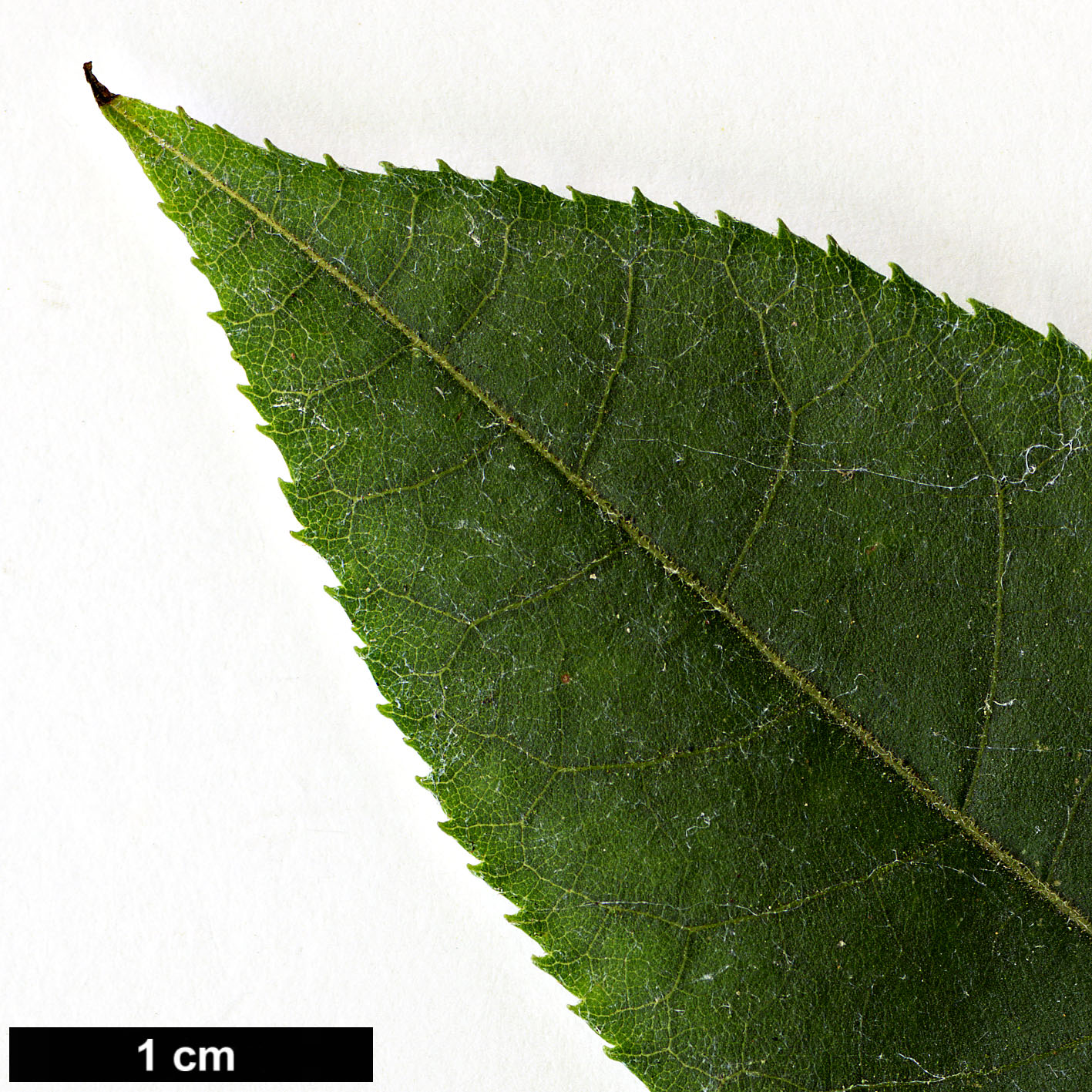 High resolution image: Family: Juglandaceae - Genus: Pterocarya - Taxon: hupehensis