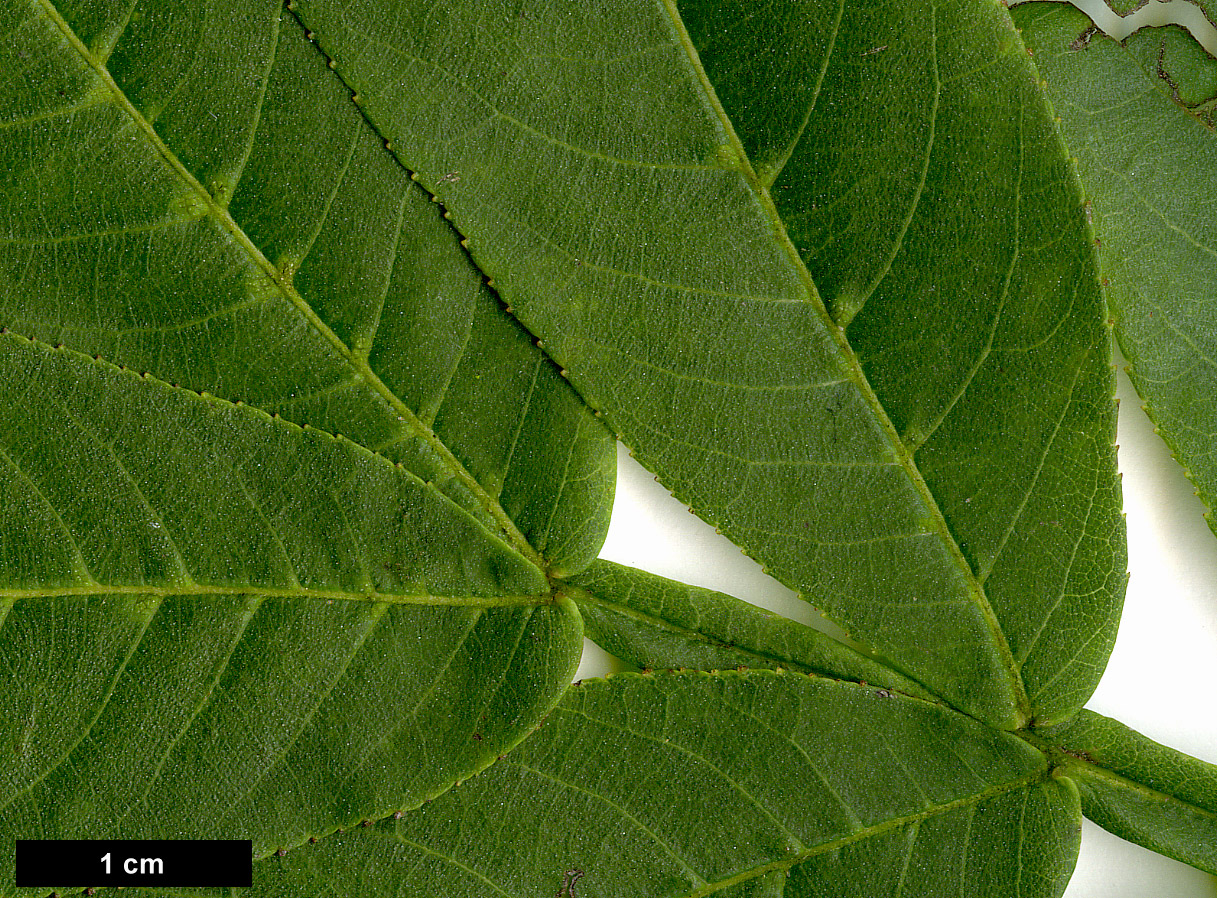 High resolution image: Family: Juglandaceae - Genus: Pterocarya - Taxon: stenoptera