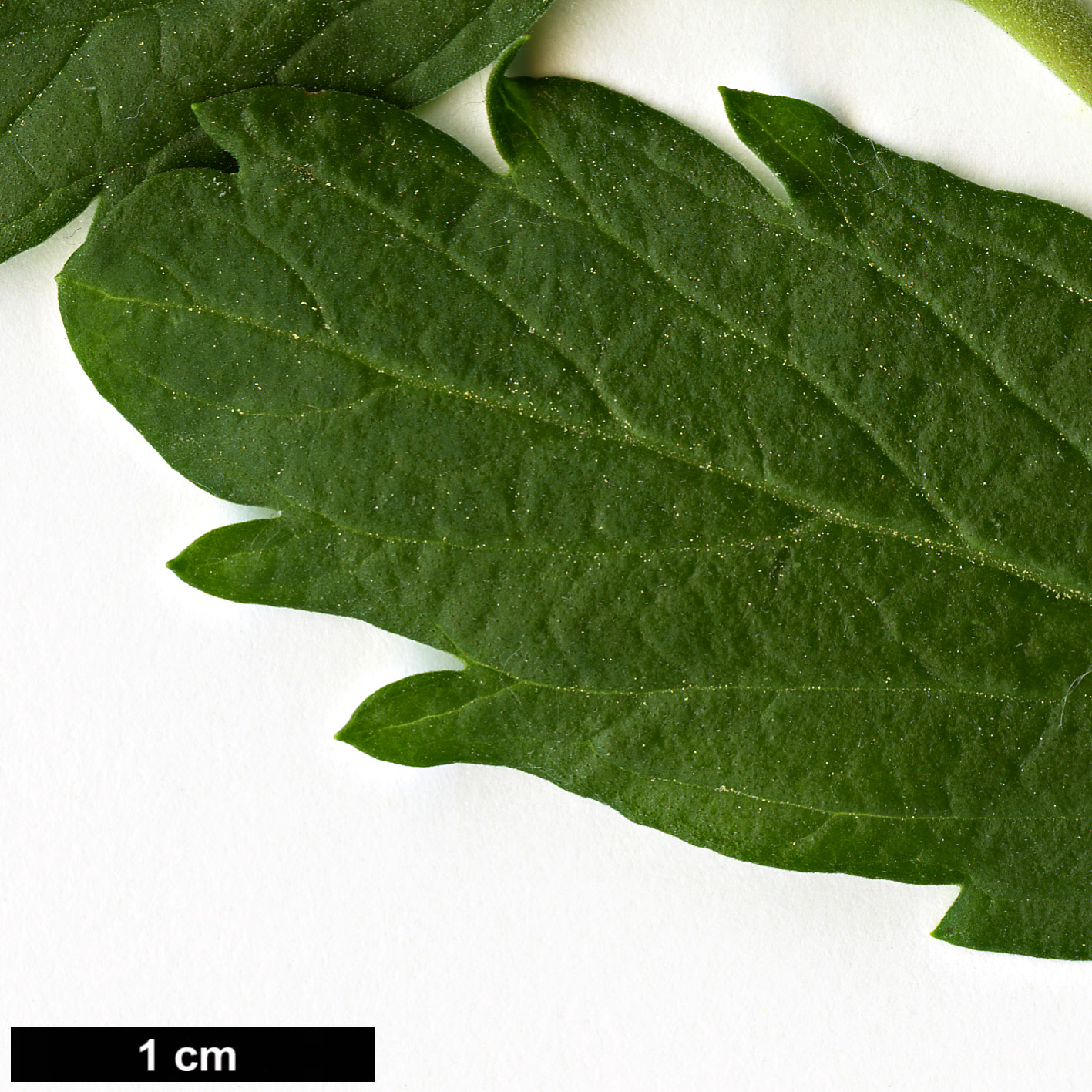 High resolution image: Family: Lamiaceae - Genus: Caryopteris - Taxon: incana