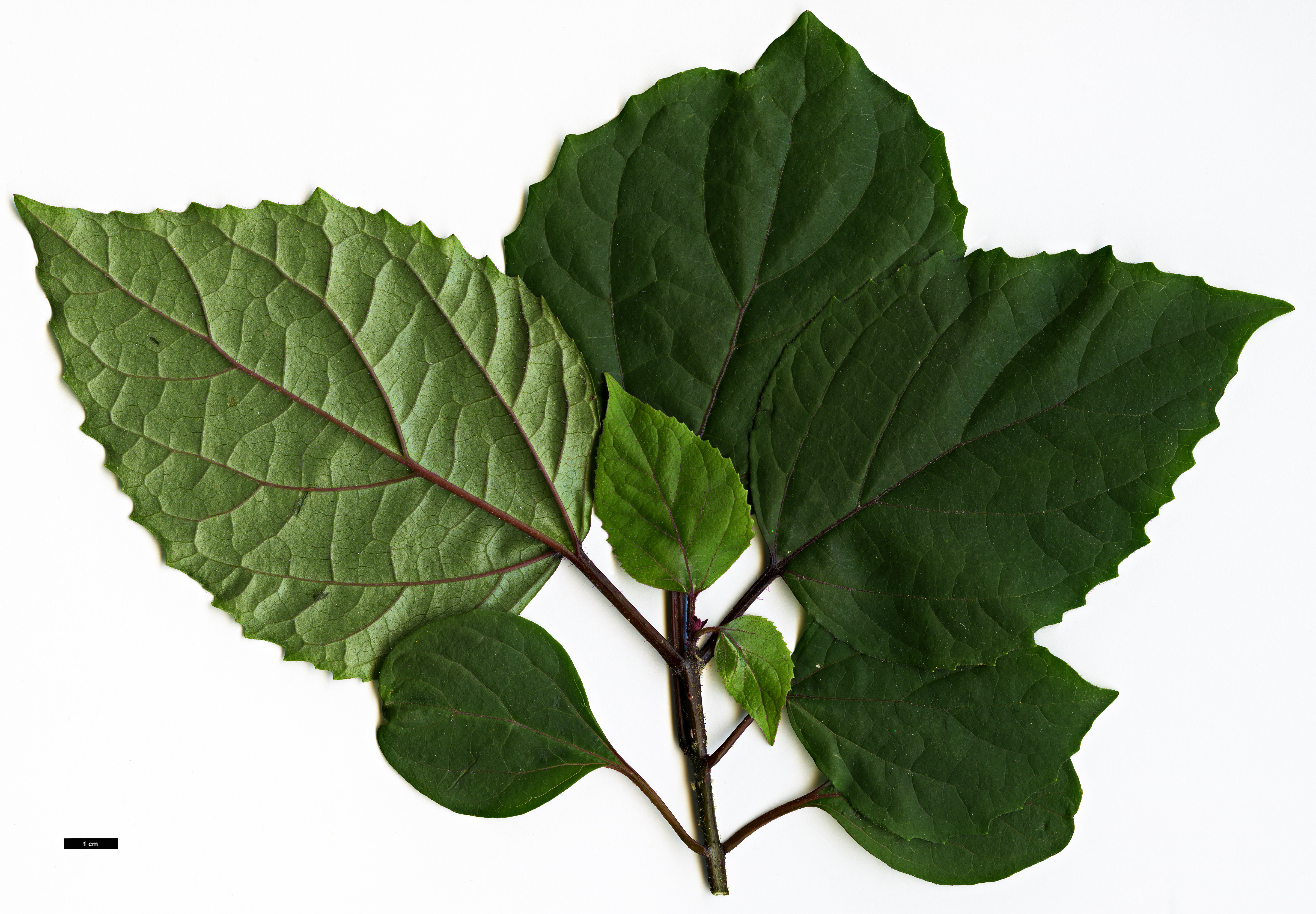 High resolution image: Family: Lamiaceae - Genus: Clerodendrum - Taxon: bungei