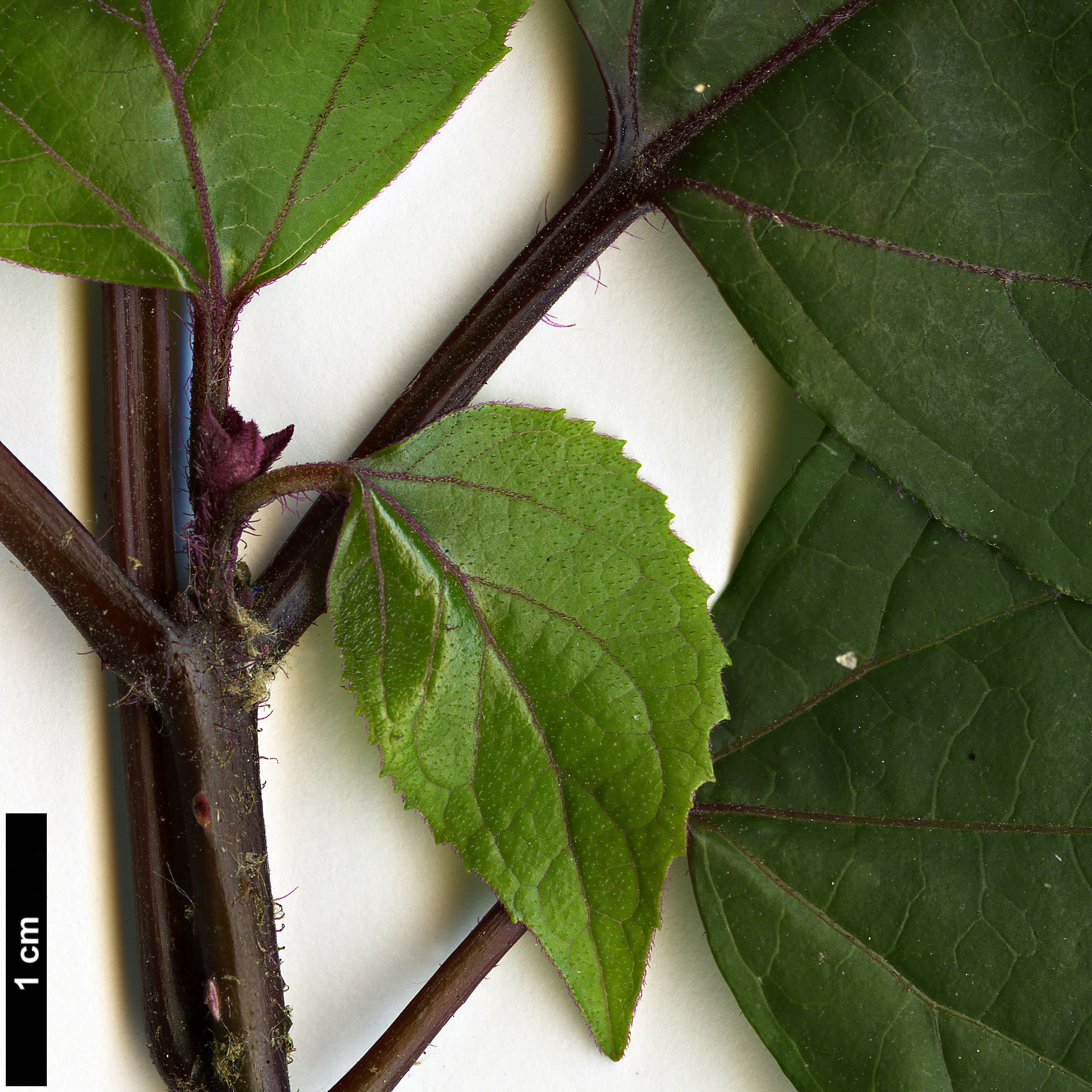 High resolution image: Family: Lamiaceae - Genus: Clerodendrum - Taxon: bungei