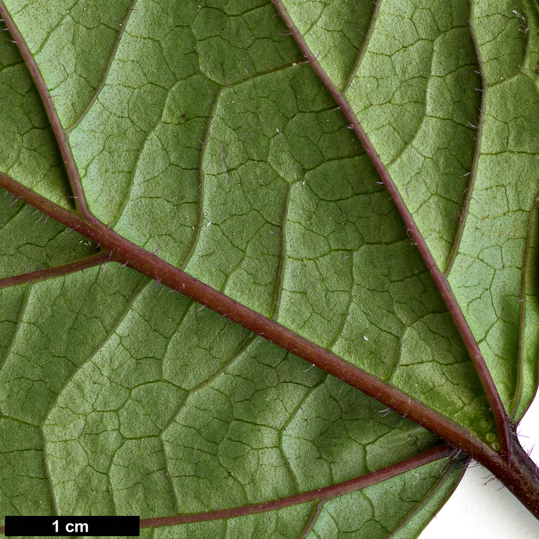 High resolution image: Family: Lamiaceae - Genus: Clerodendrum - Taxon: bungei