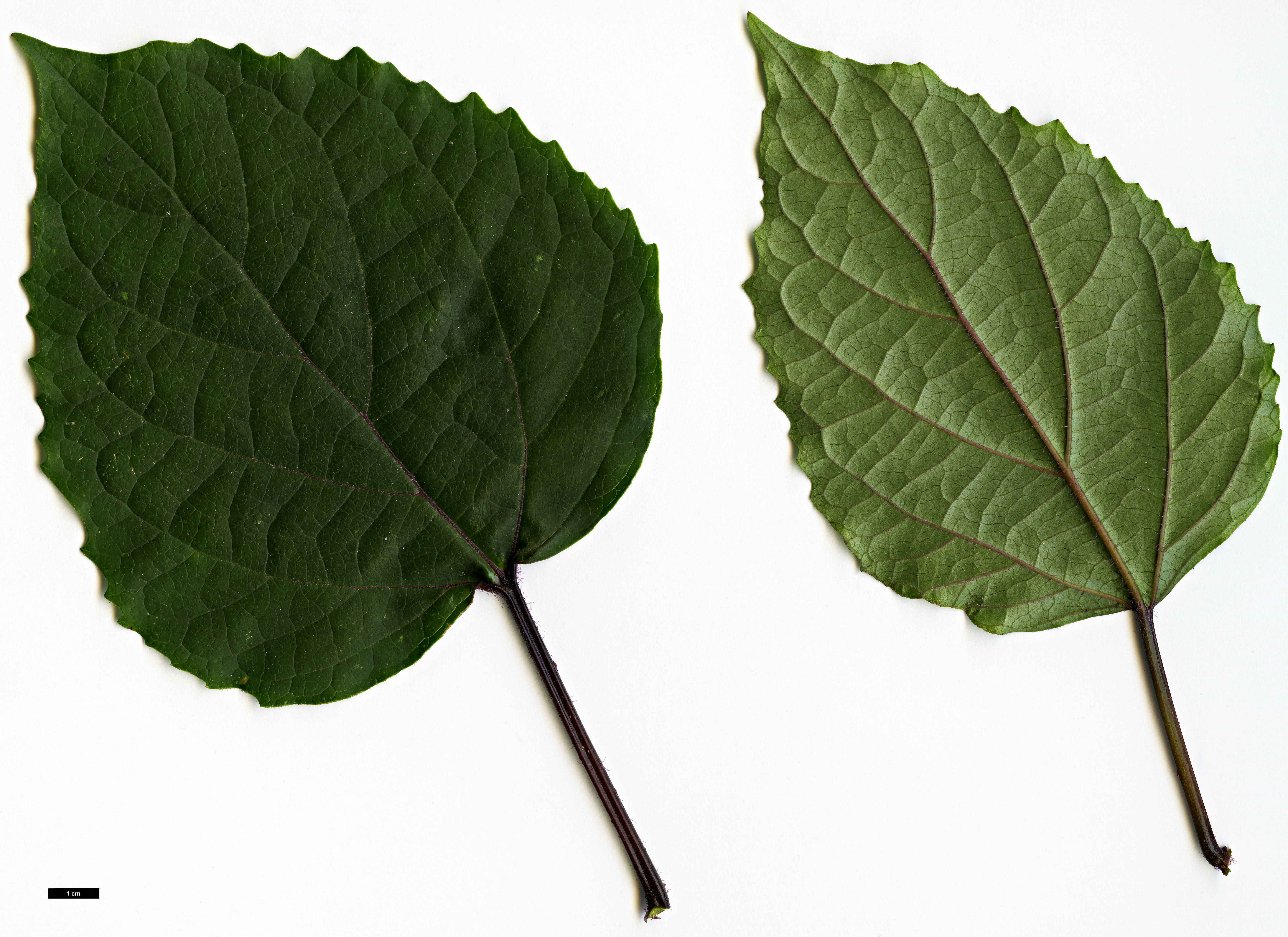 High resolution image: Family: Lamiaceae - Genus: Clerodendrum - Taxon: bungei