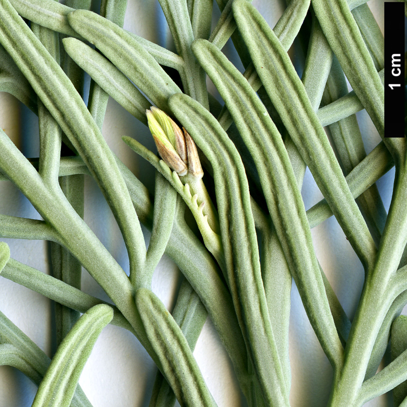 High resolution image: Family: Lamiaceae - Genus: Lavandula - Taxon: canariensis