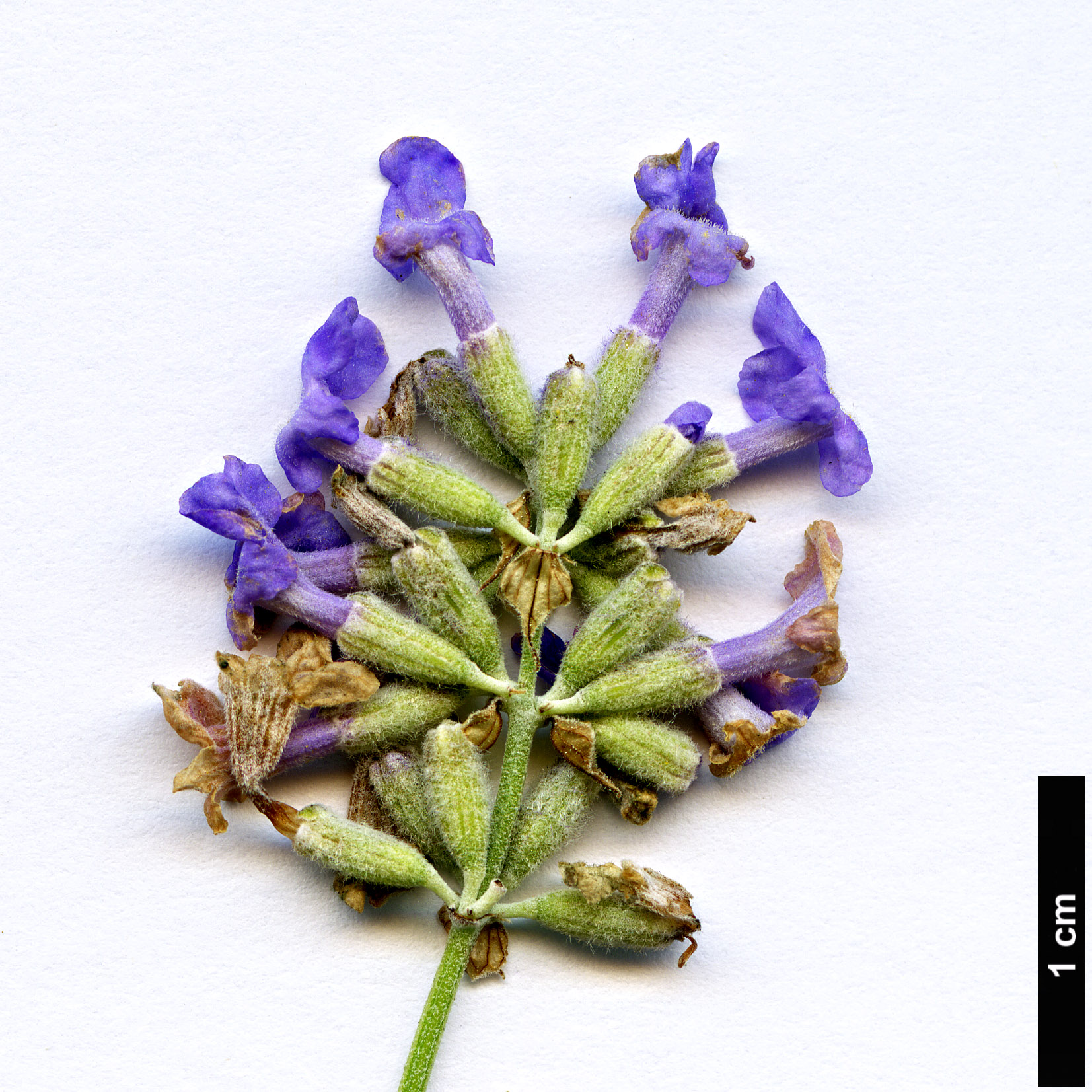 High resolution image: Family: Lamiaceae - Genus: Lavandula - Taxon: pedunculata