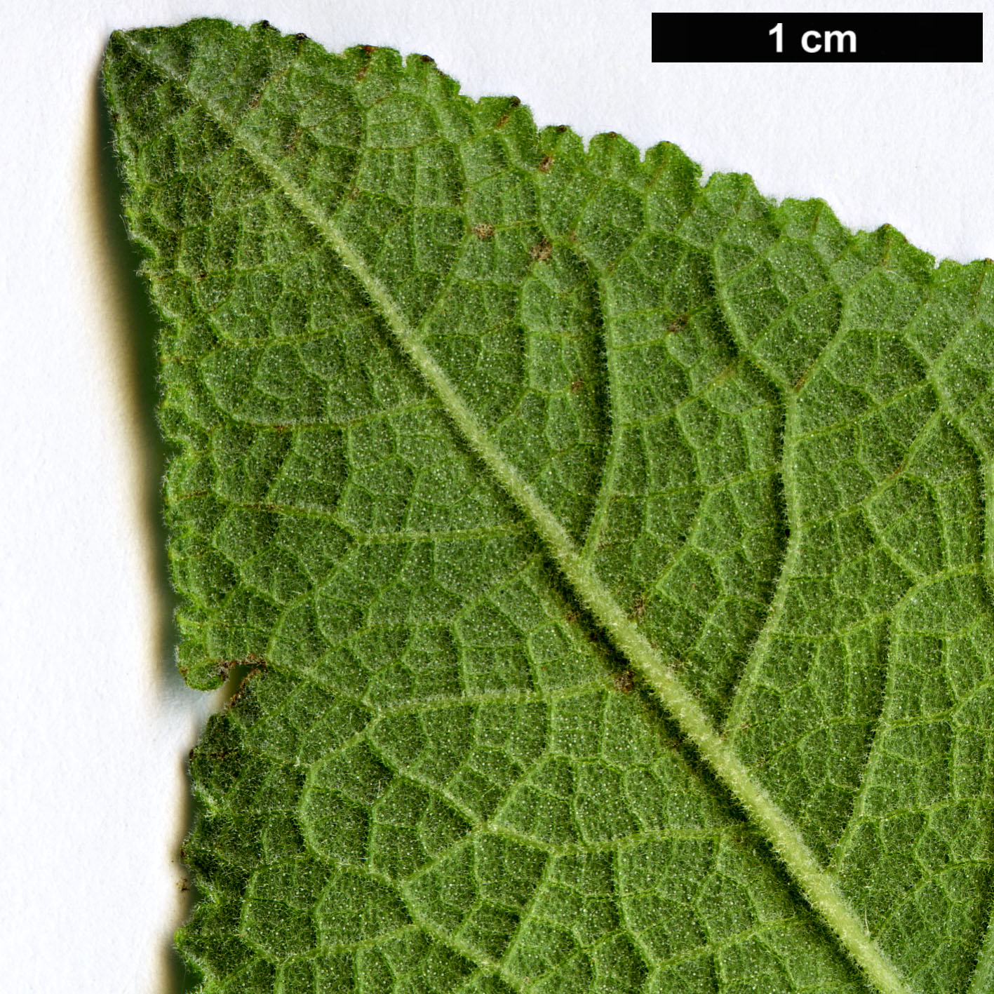 High resolution image: Family: Lamiaceae - Genus: Lepechinia - Taxon: salviae