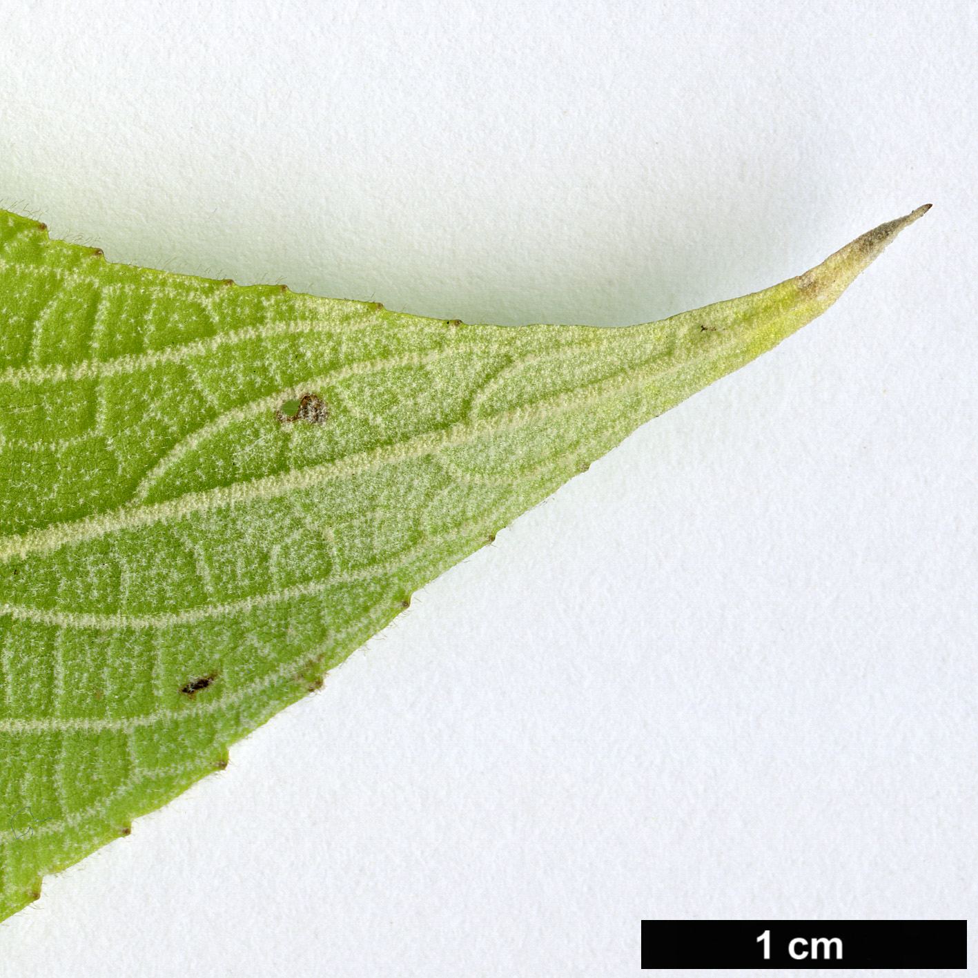 High resolution image: Family: Lamiaceae - Genus: Leucosceptrum - Taxon: canum