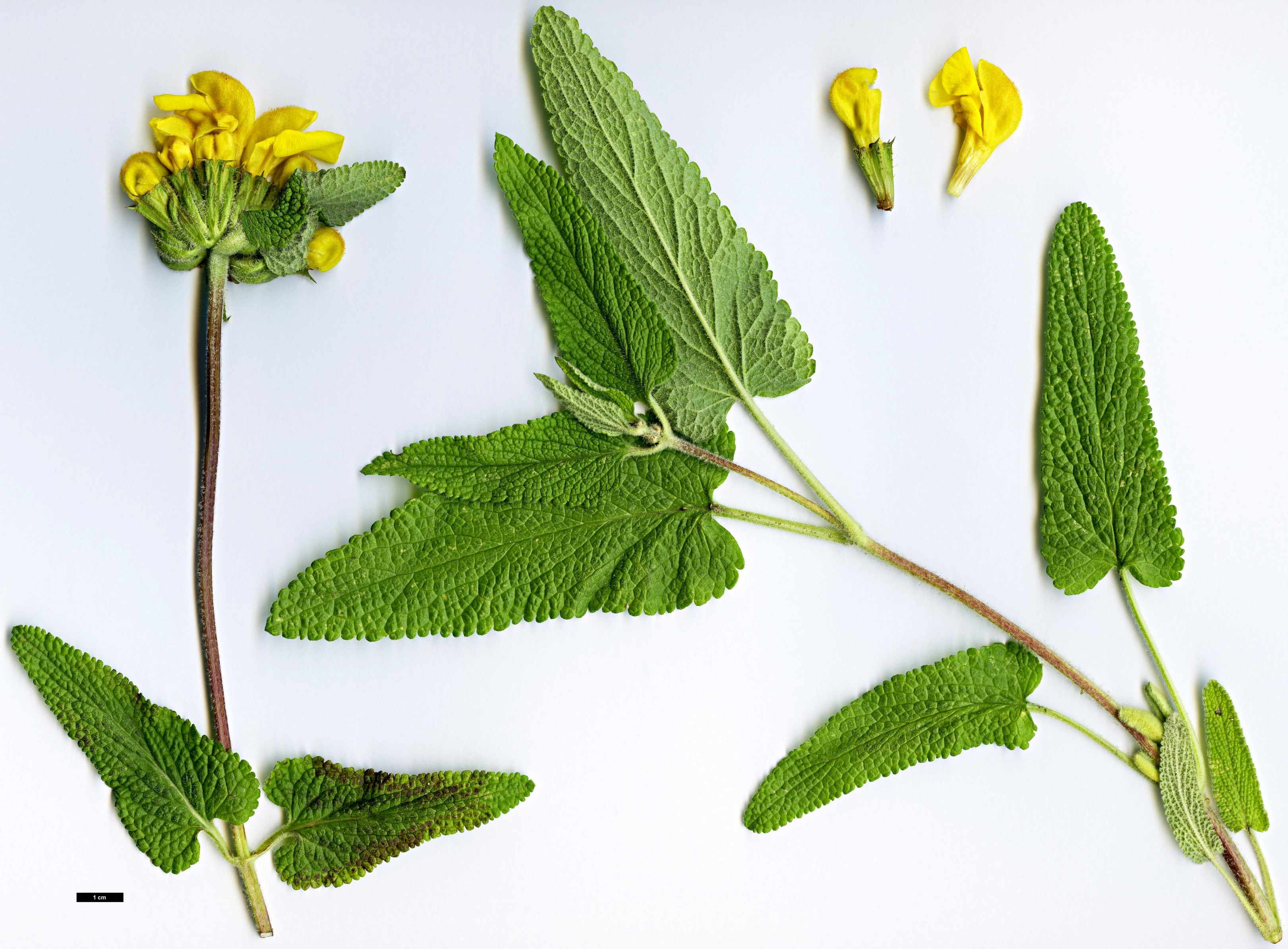 High resolution image: Family: Lamiaceae - Genus: Phlomis - Taxon: longifolia