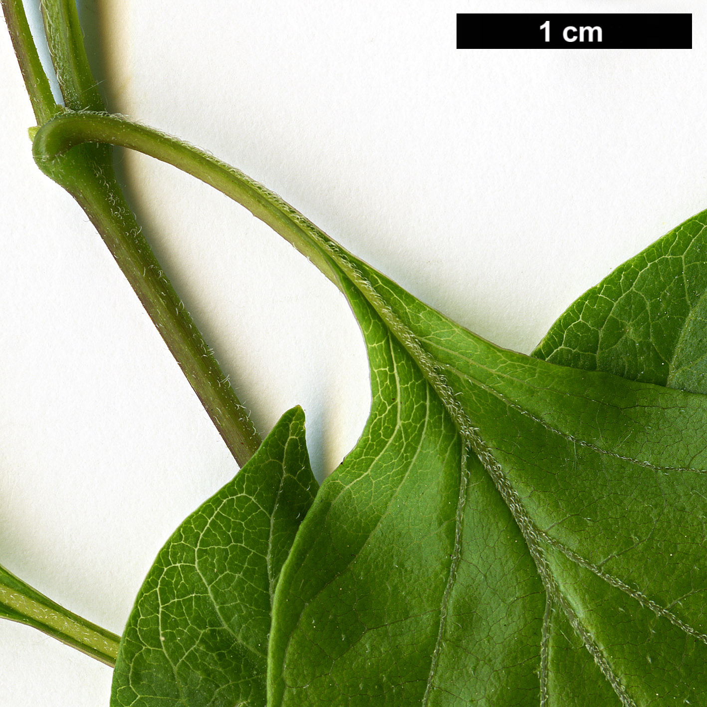 High resolution image: Family: Lamiaceae - Genus: Premna - Taxon: microphylla