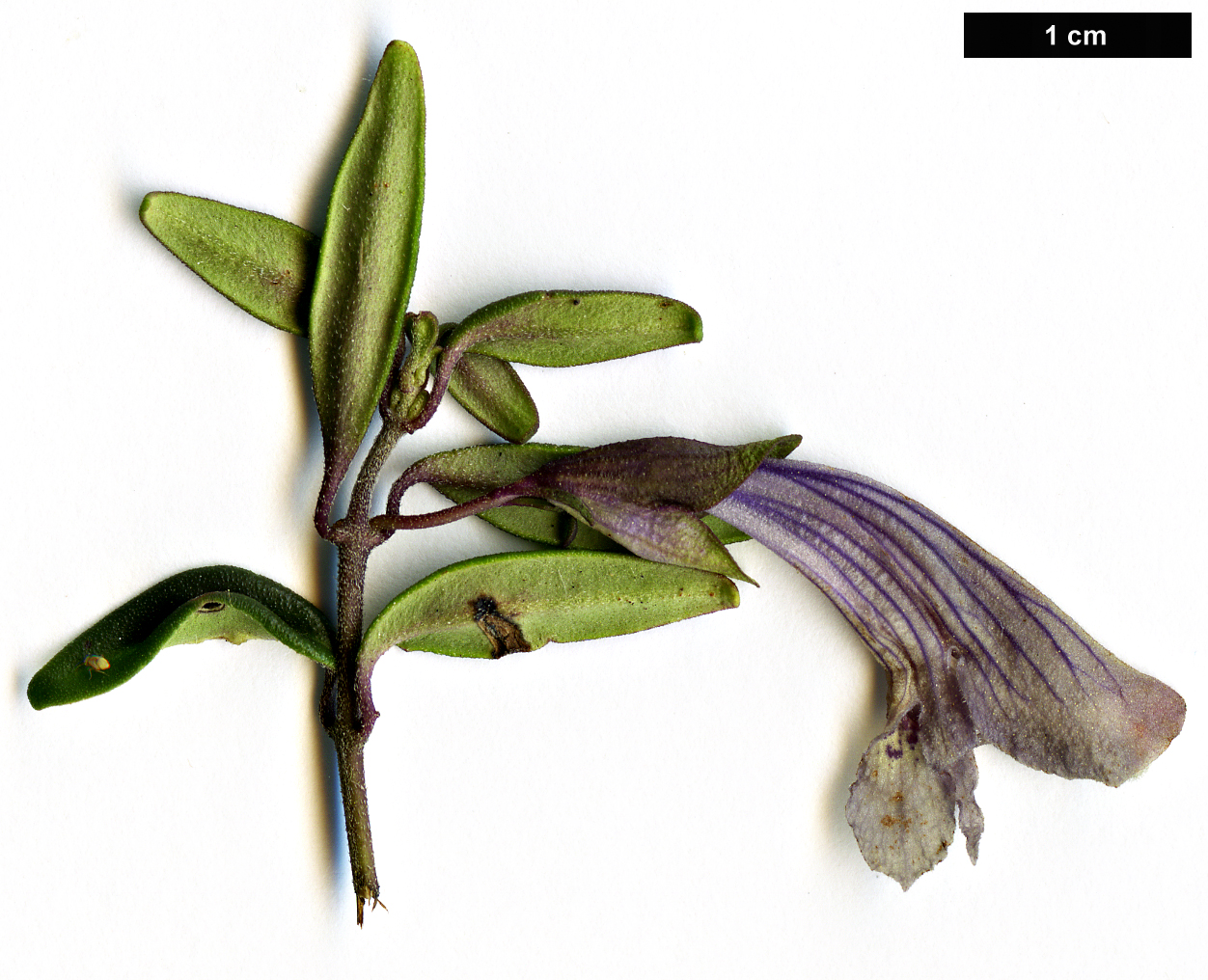 High resolution image: Family: Lamiaceae - Genus: Prostanthera - Taxon: walteri