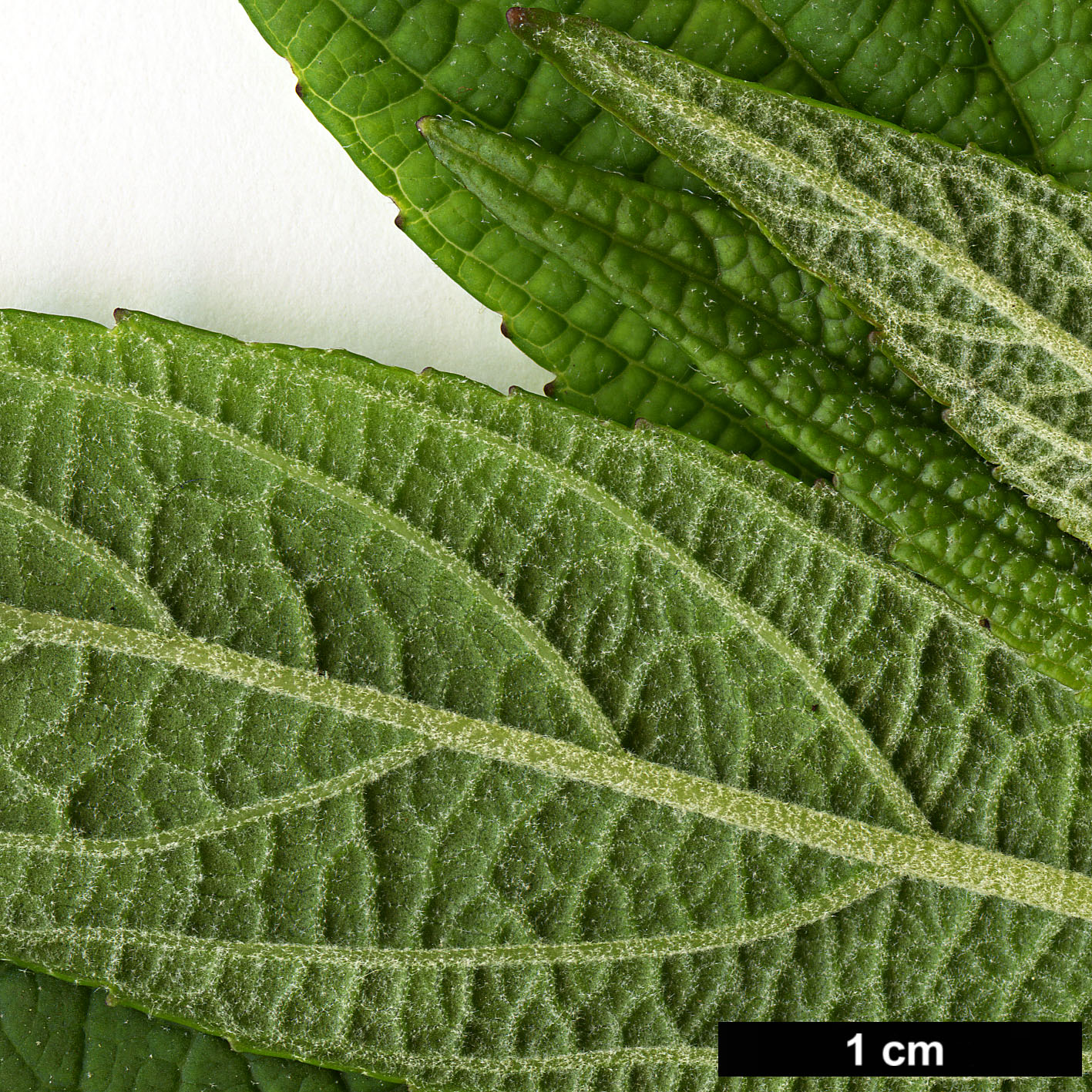 High resolution image: Family: Lamiaceae - Genus: Rostrinucula - Taxon: dependens